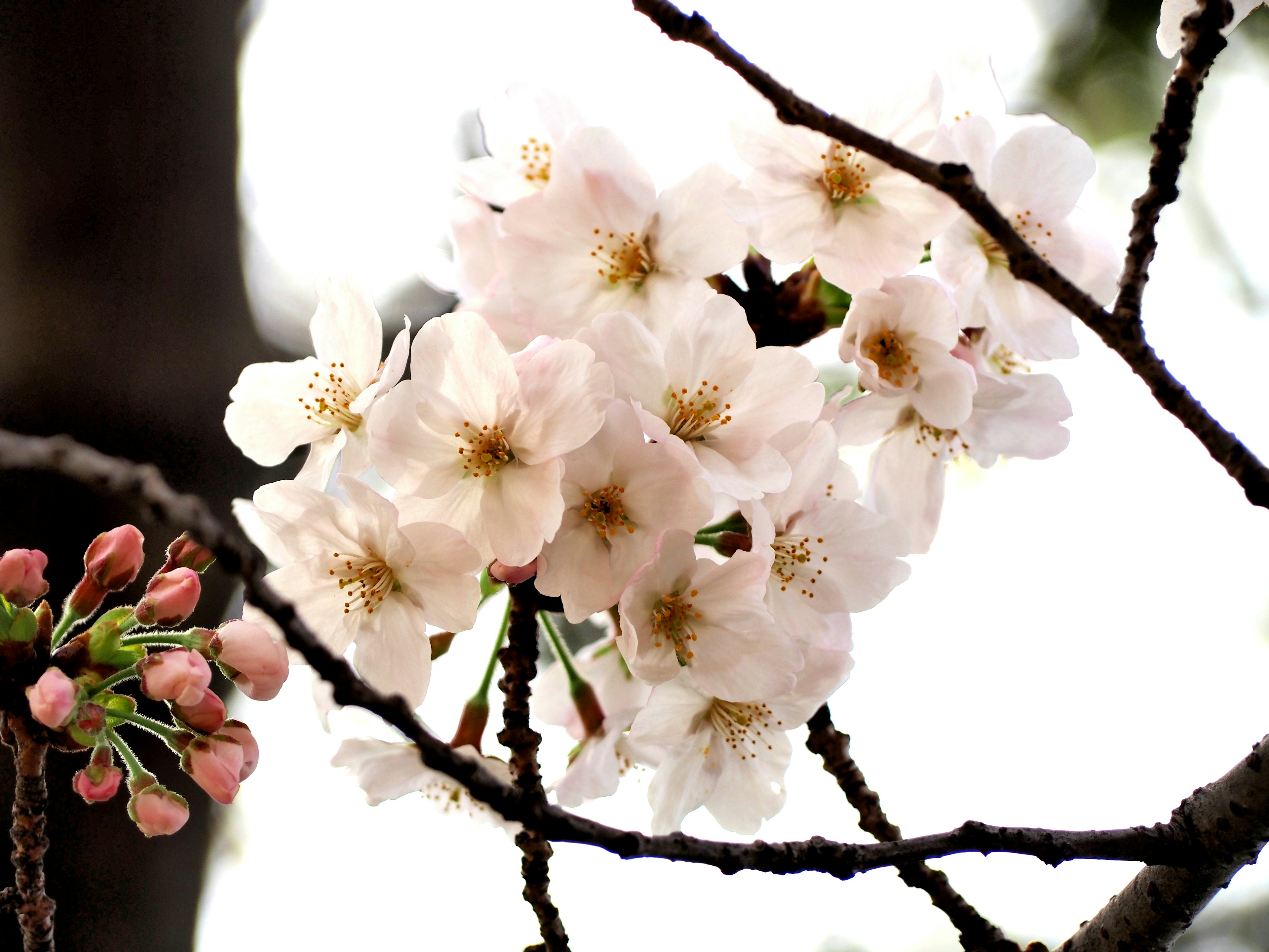 Cherry blossoms blooming on branches