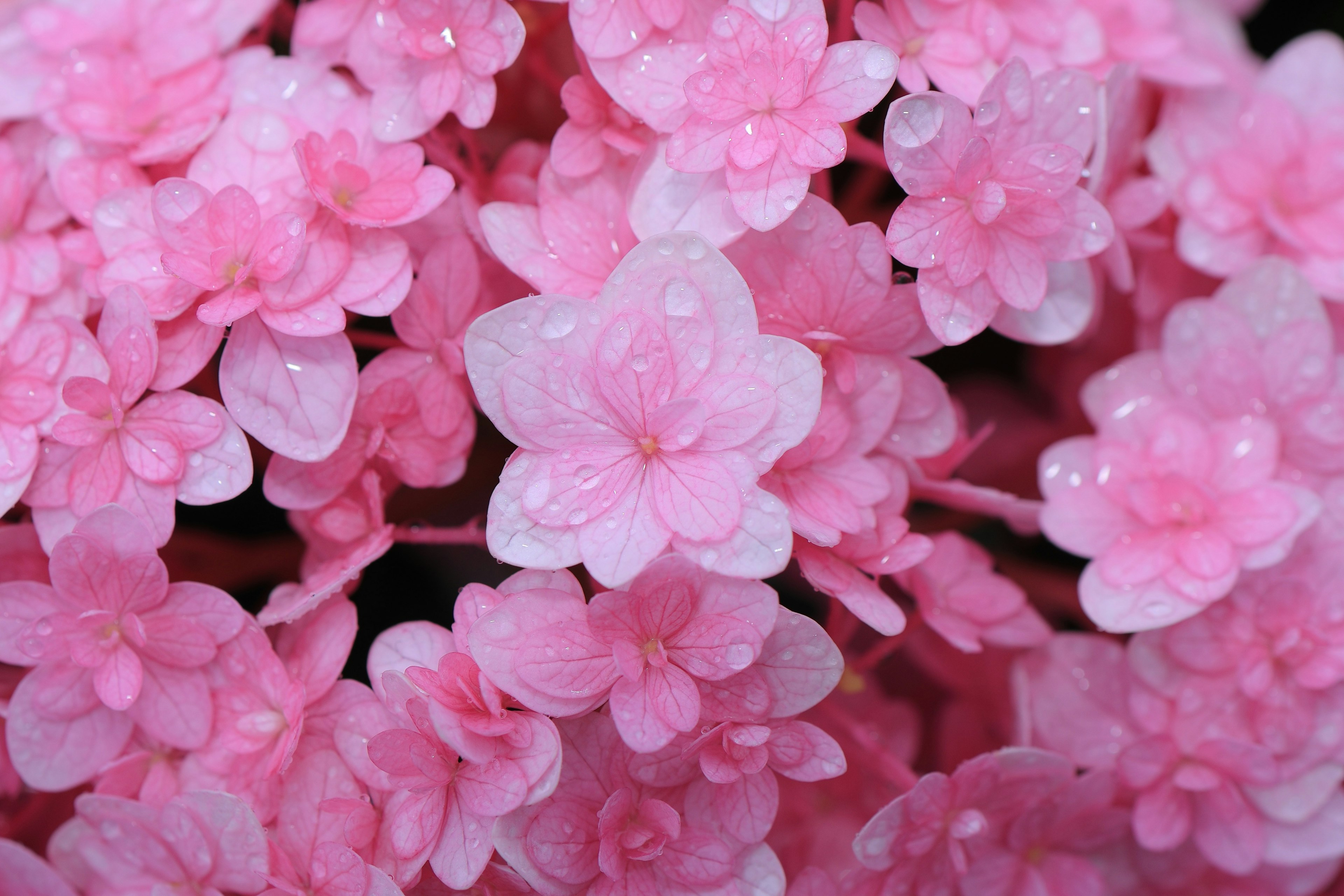 Close-up of delicate pink flowers covered in water droplets