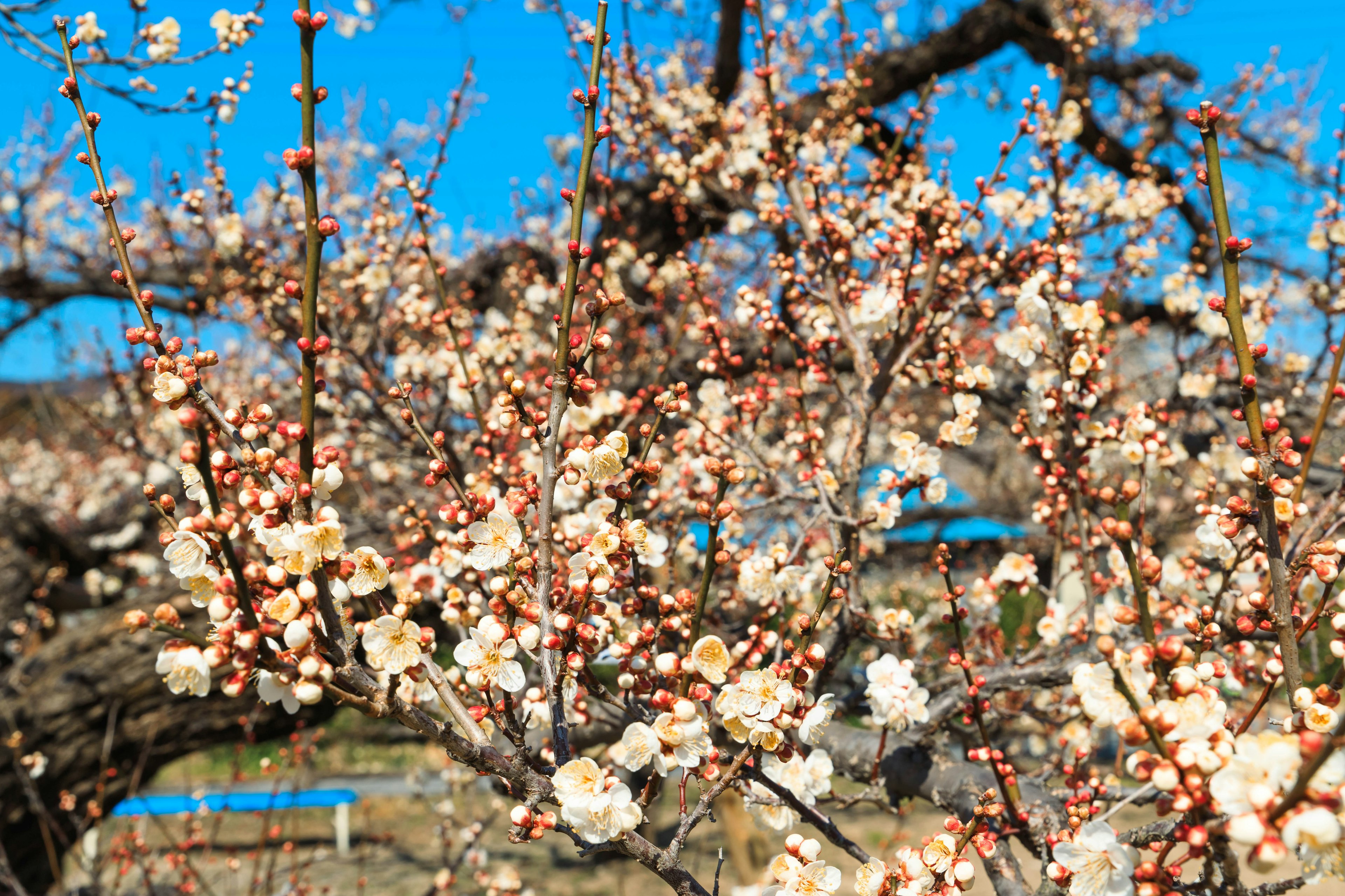 Äste eines Pflaumenbaums mit weißen Blüten unter einem blauen Himmel