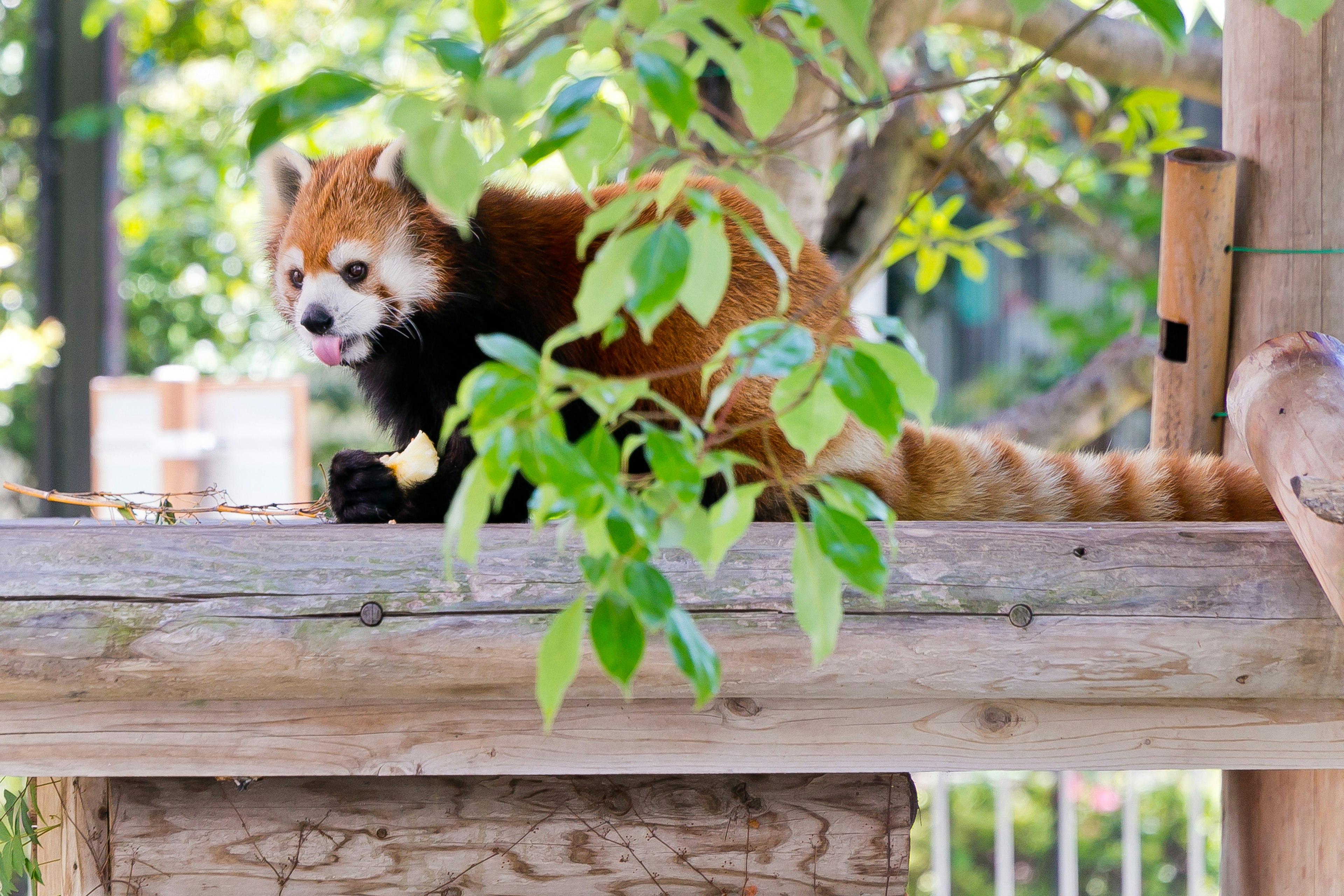 Panda rojo sentado en una plataforma de madera rodeado de hojas verdes