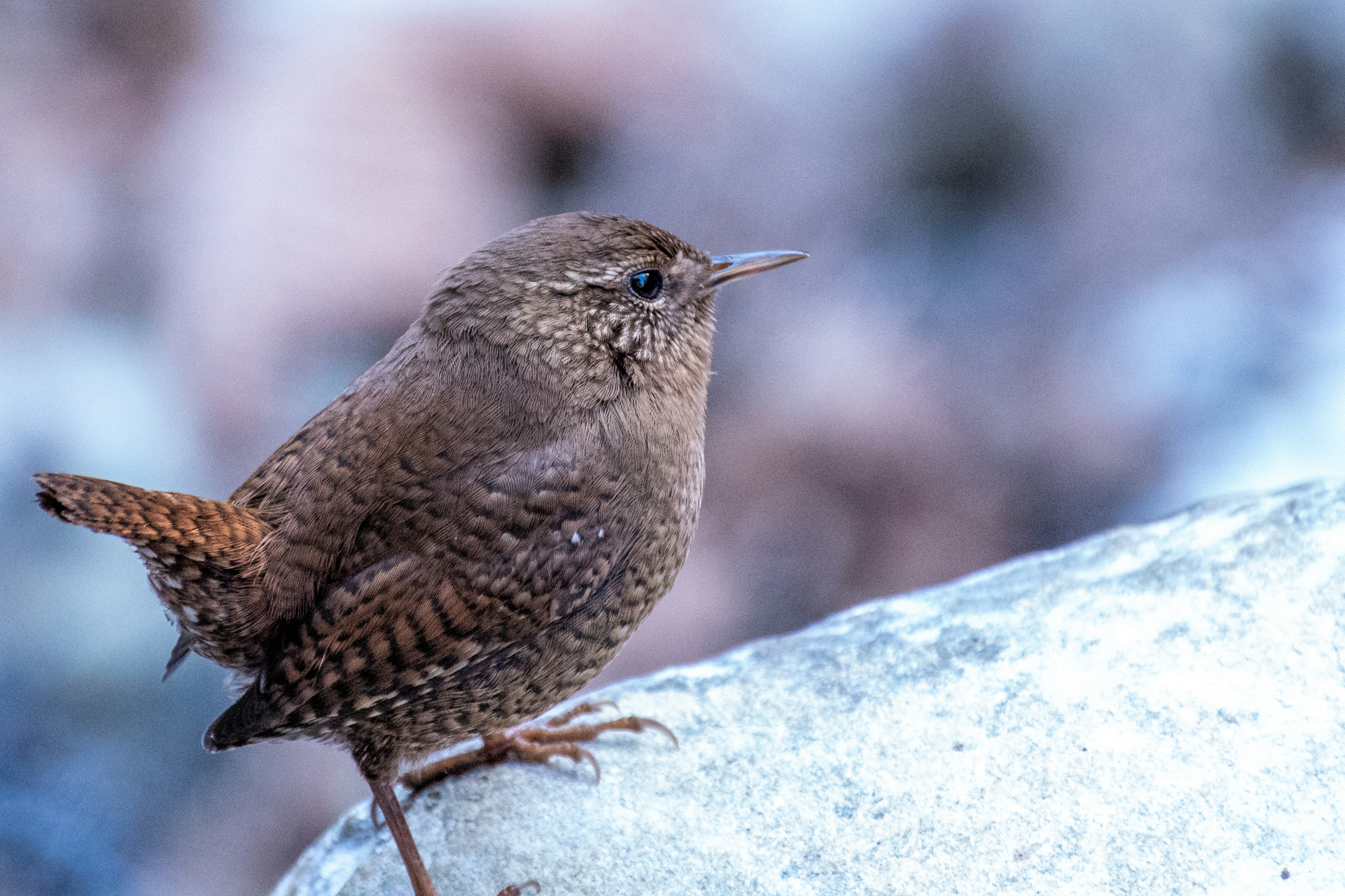 Kleiner brauner Vogel sitzt auf einem Stein