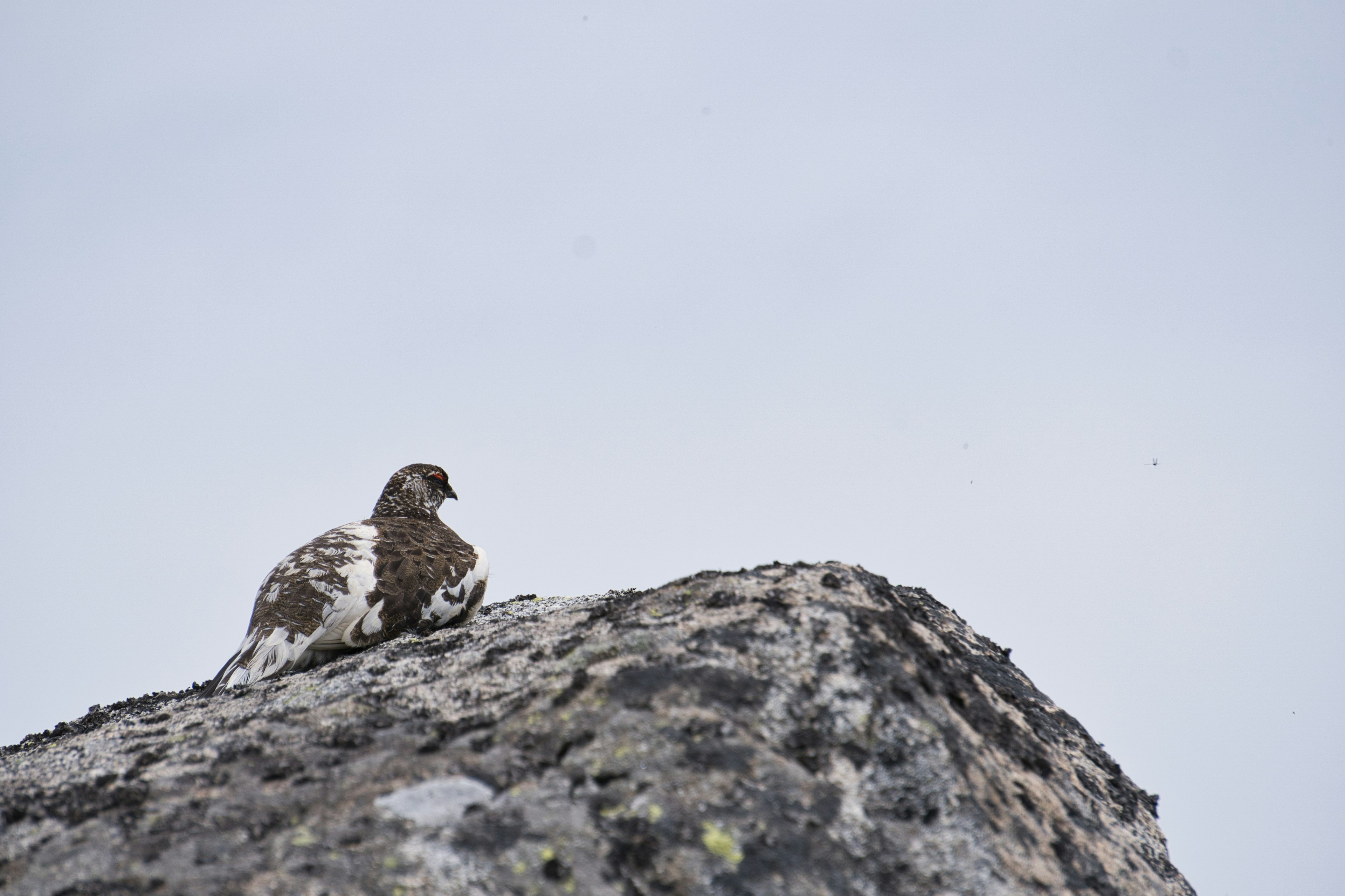 Un oiseau brun et blanc assis sur un rocher