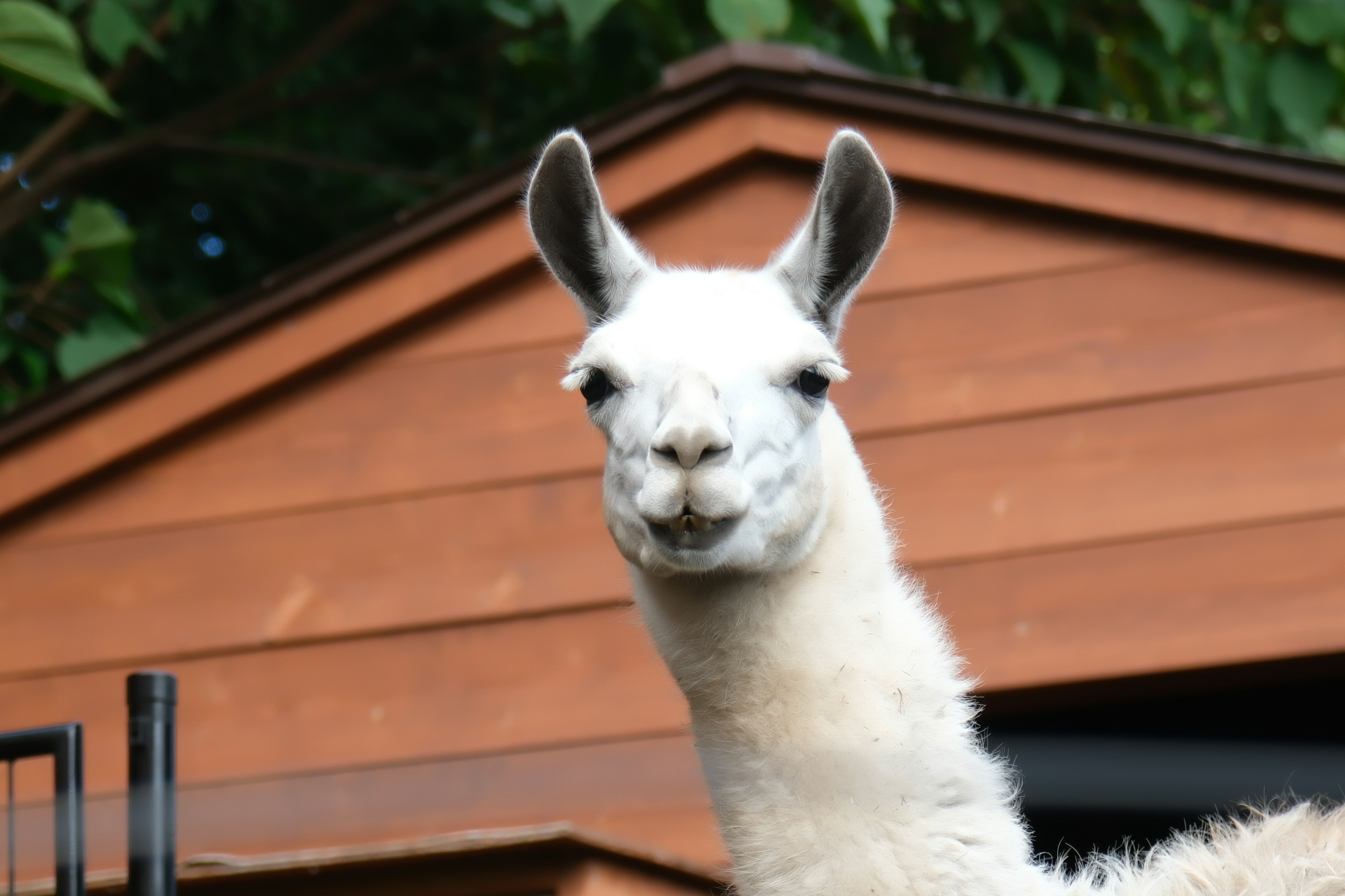 A white llama standing in front of a wooden shed