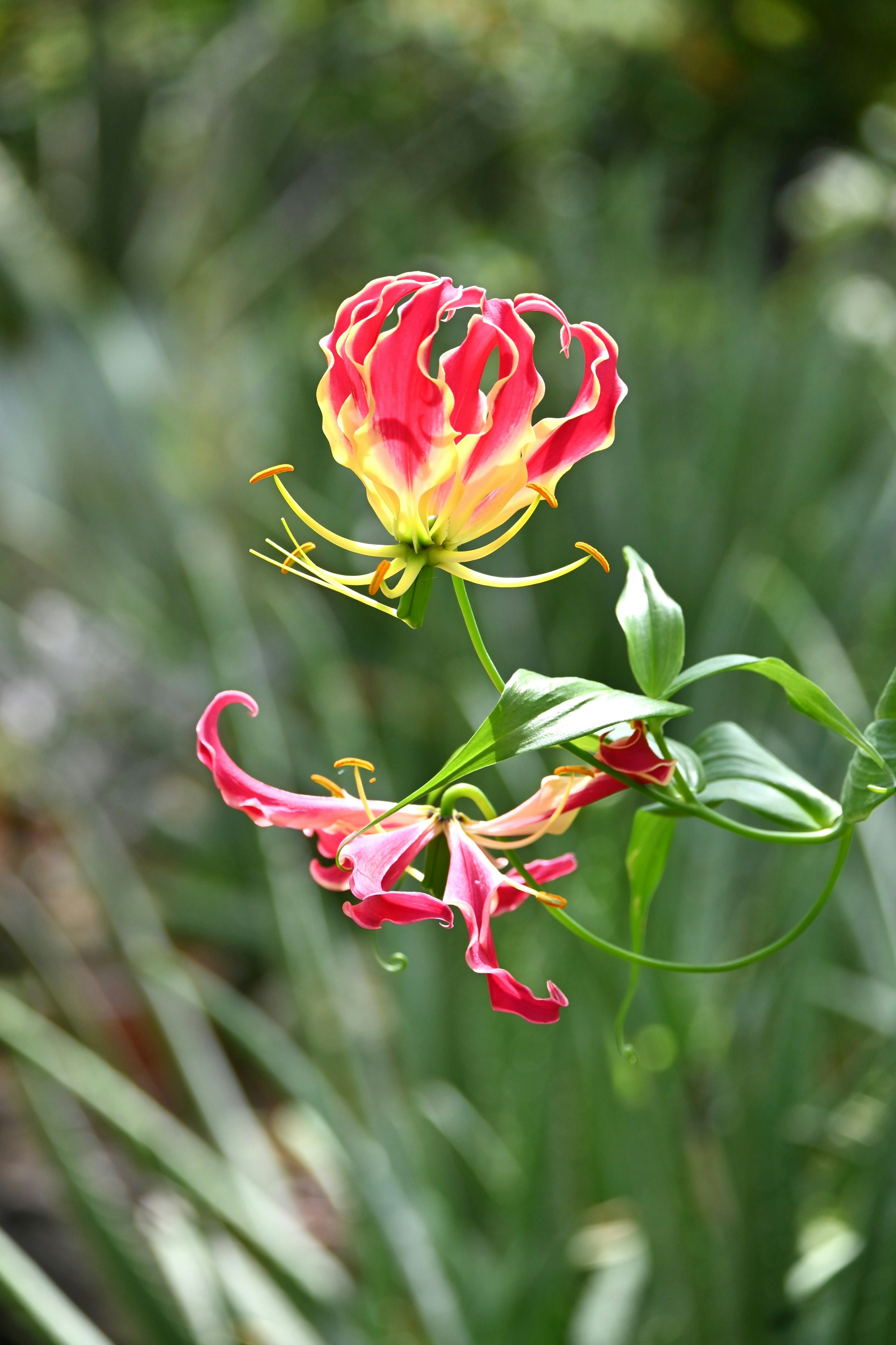 Vibrante Gloriosa-Blume blüht mit grünem Hintergrund