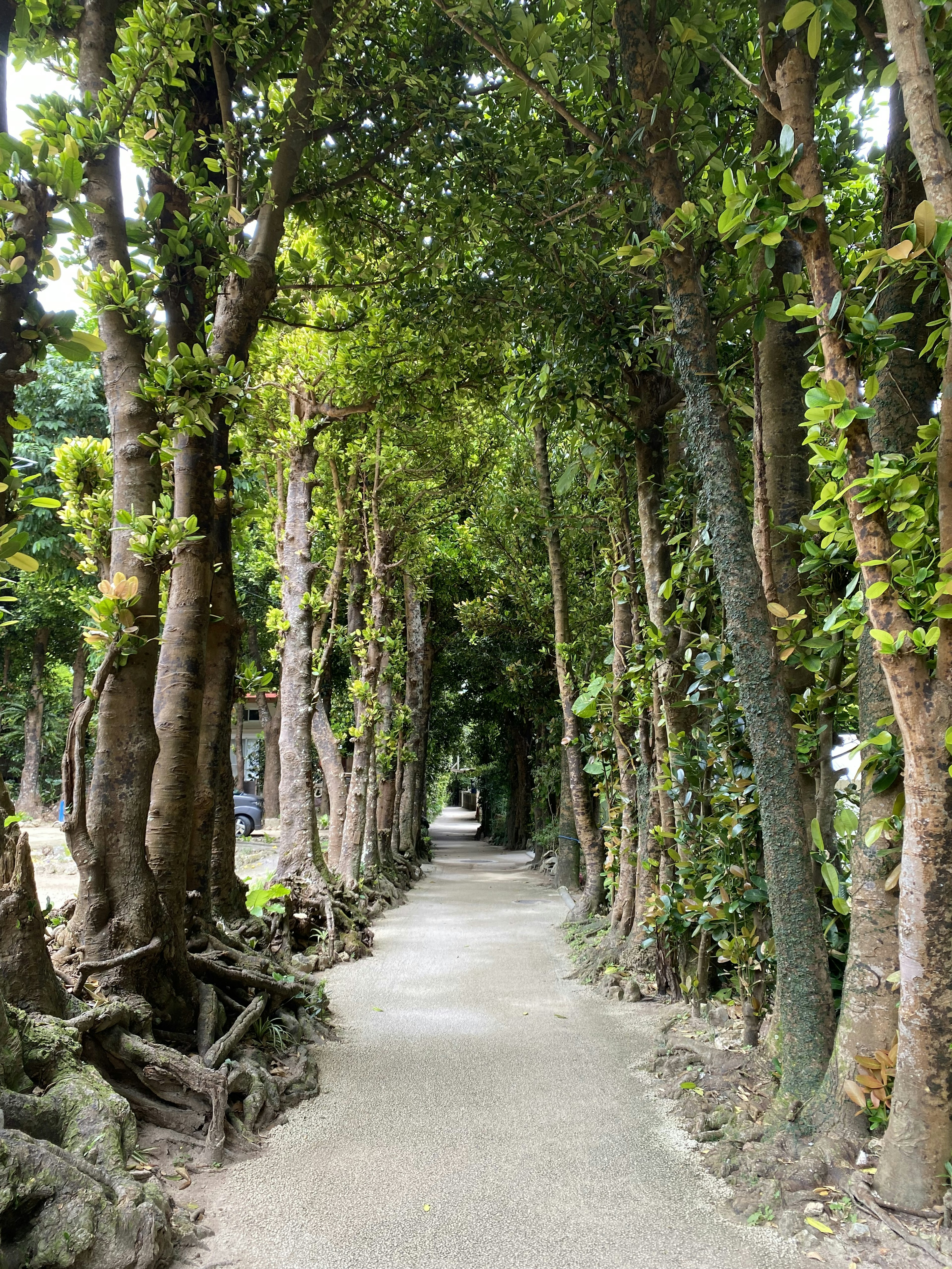 Un chemin bordé d'arbres verts luxuriants créant une atmosphère sereine