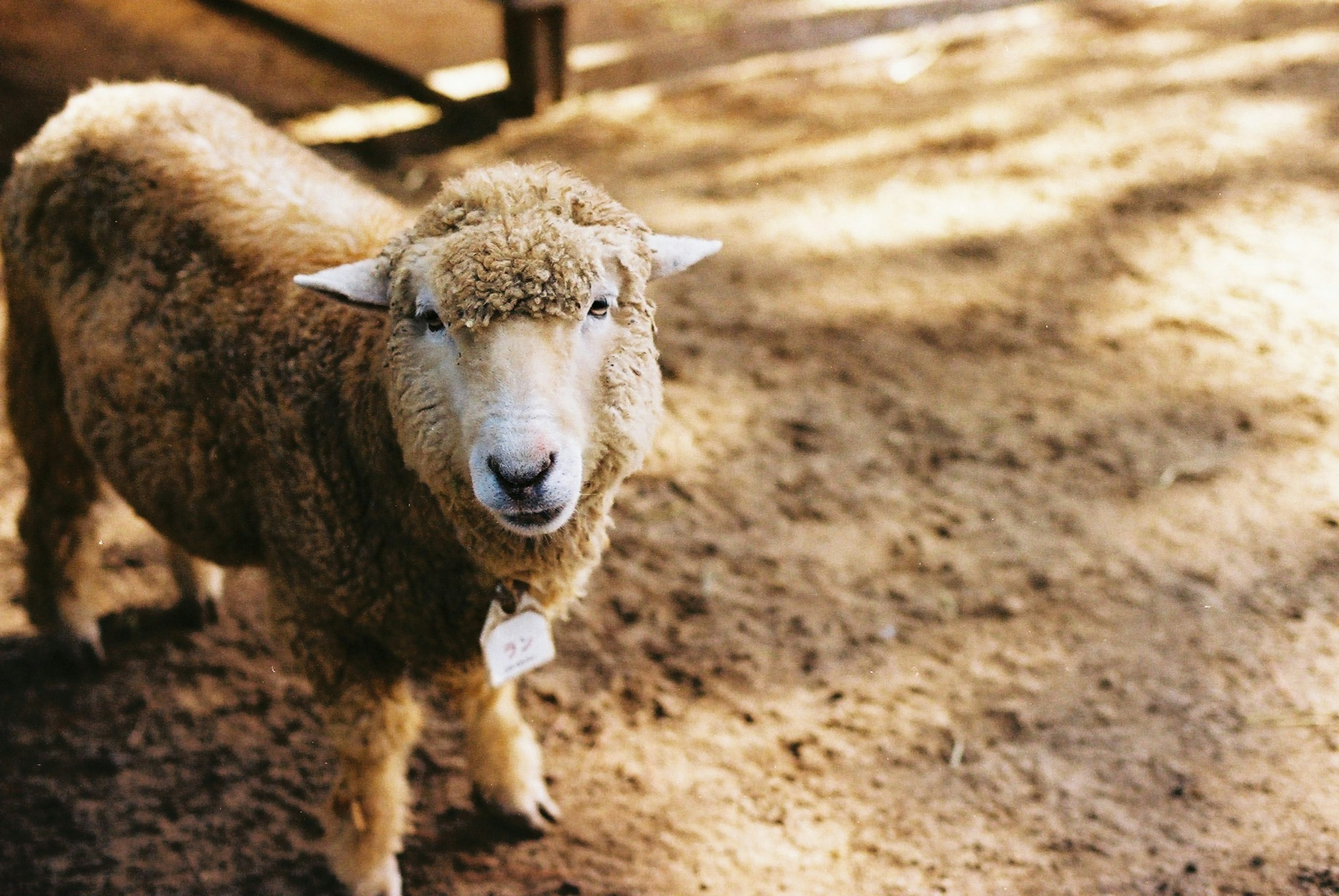 Un mouton brun regardant calmement l'appareil photo