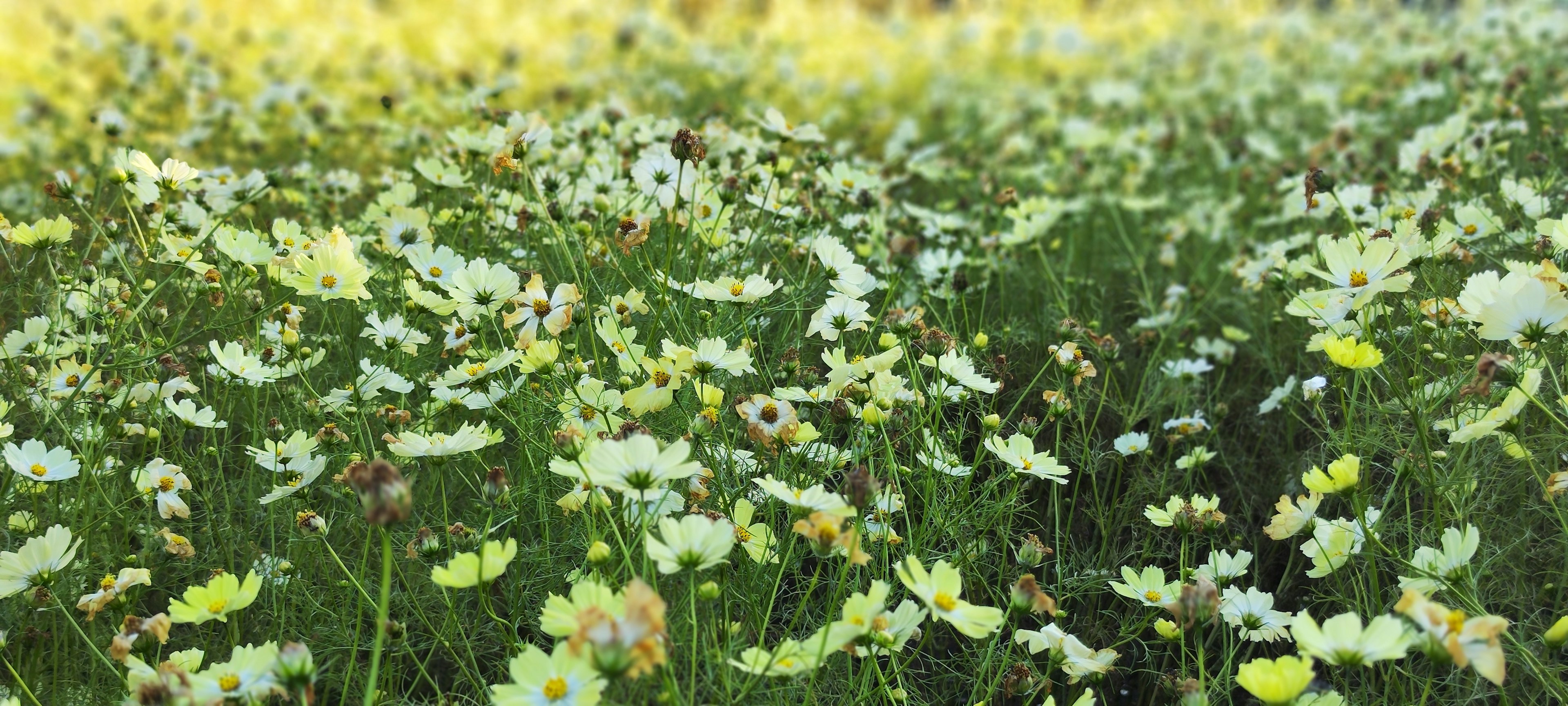 Un champ de fleurs sauvages avec des nuances de vert et de jaune