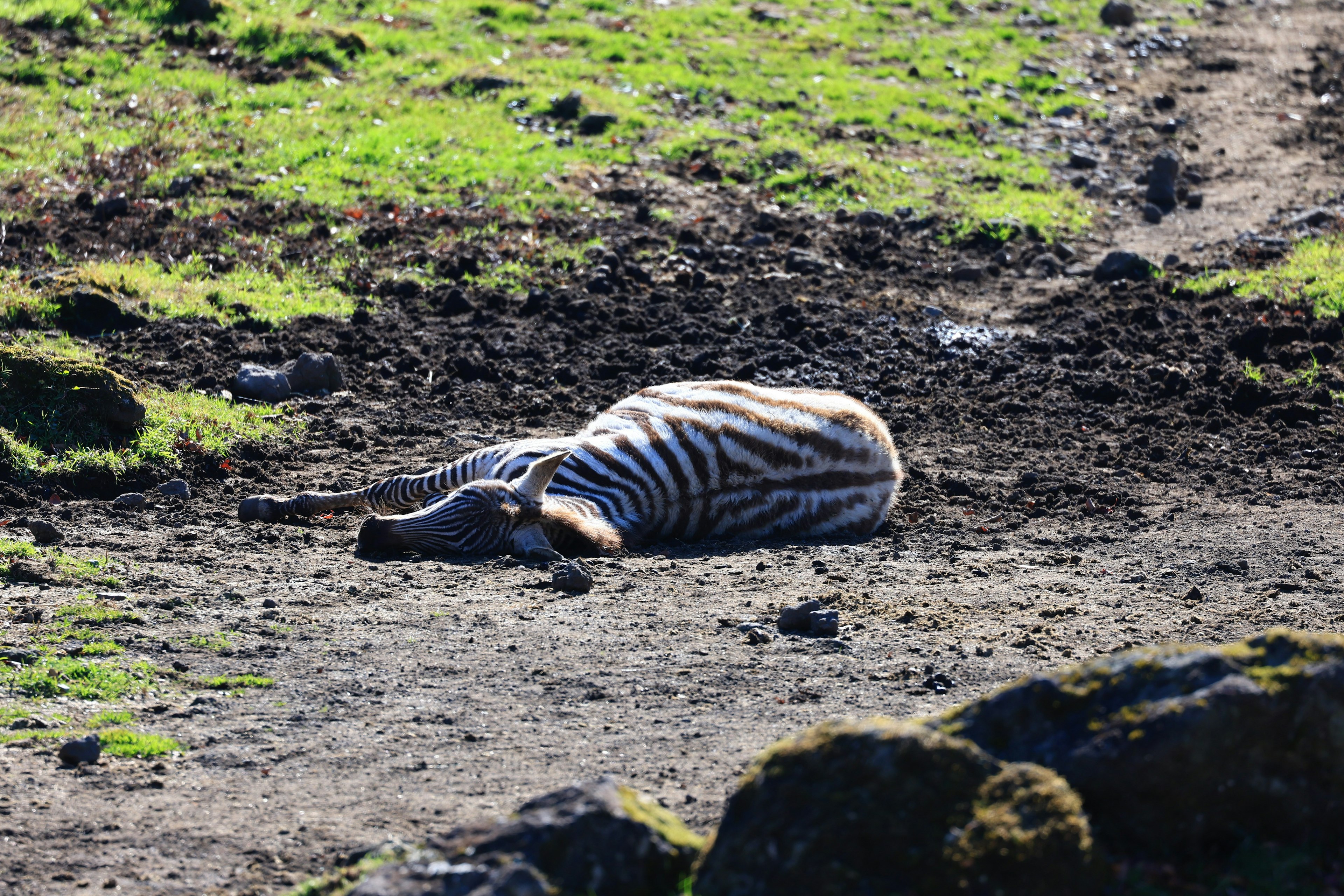 A deceased zebra lying on the grass