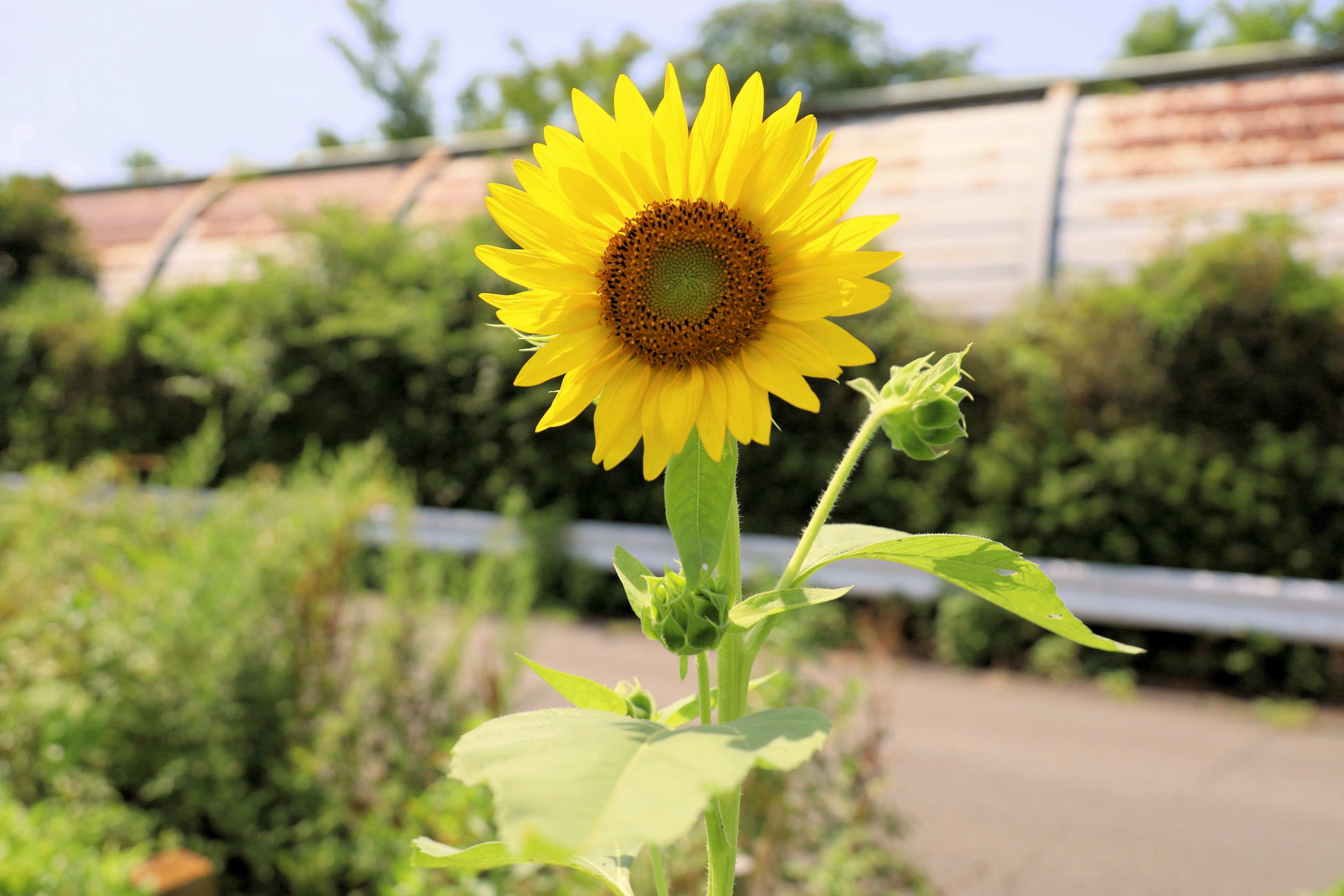 Helle Sonnenblume hebt sich vor grünem Hintergrund ab