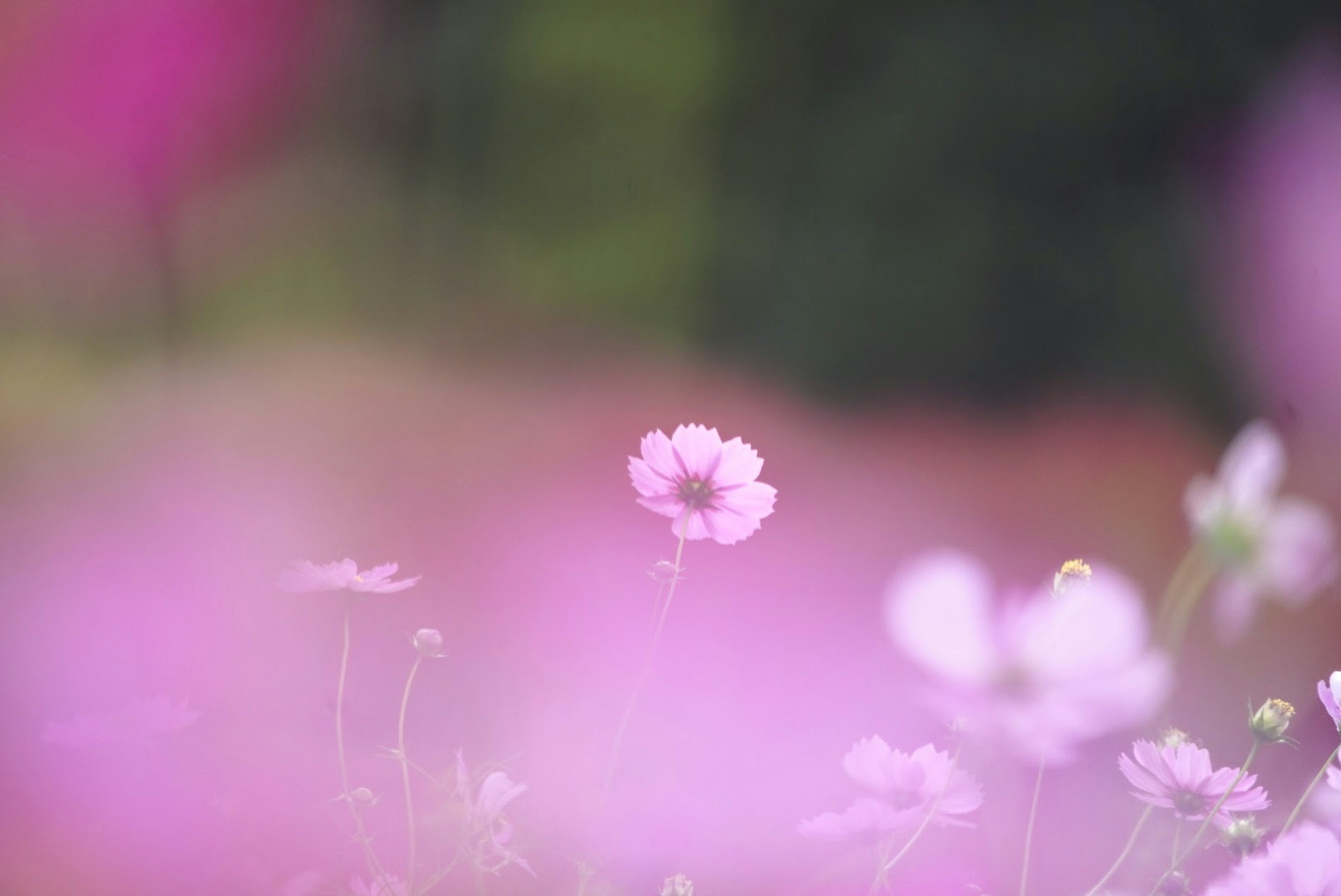 ピンクの花がぼんやりとした背景の中で際立っている