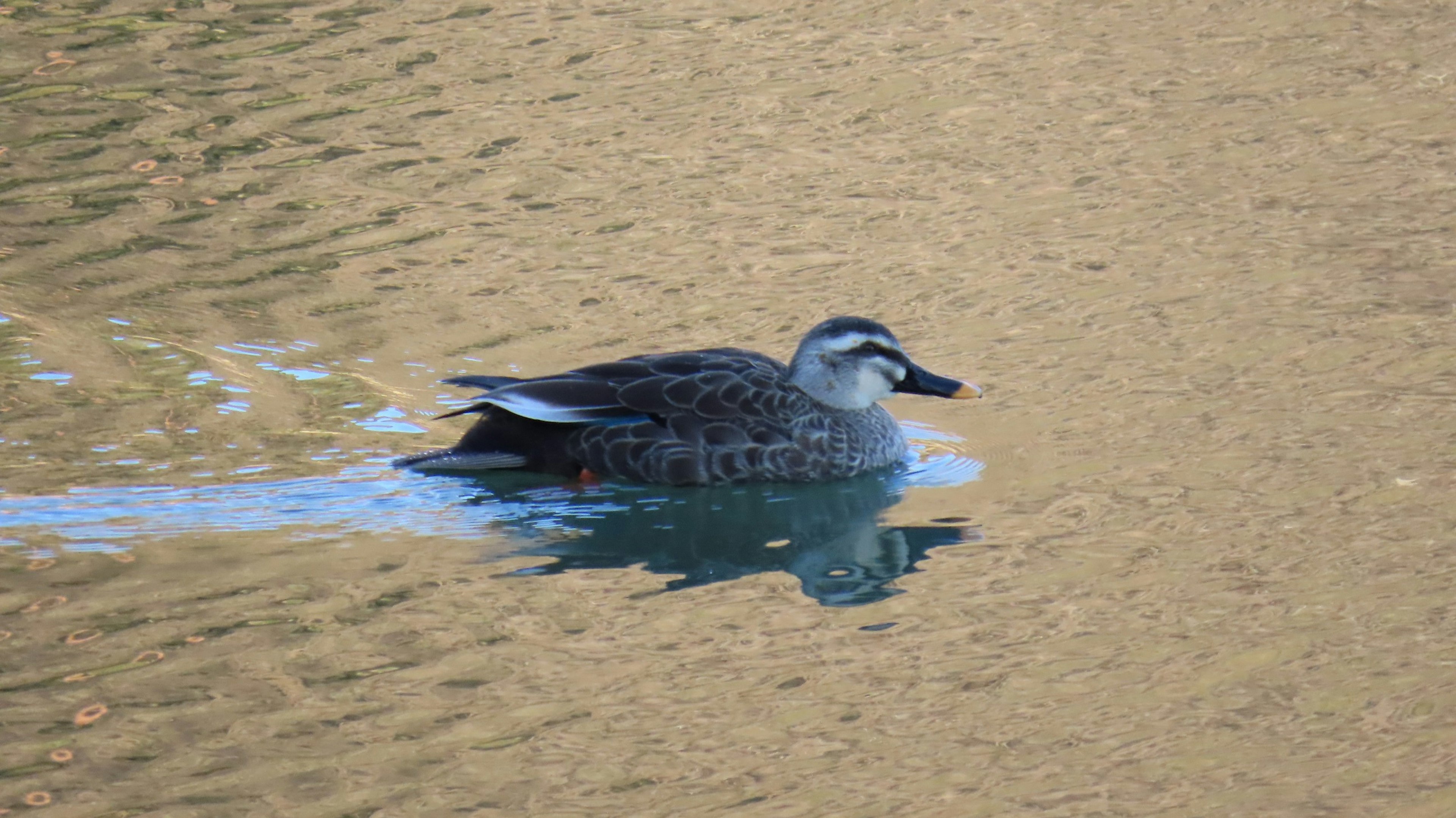 Ente schwimmt auf dem Wasser mit Reflexionen