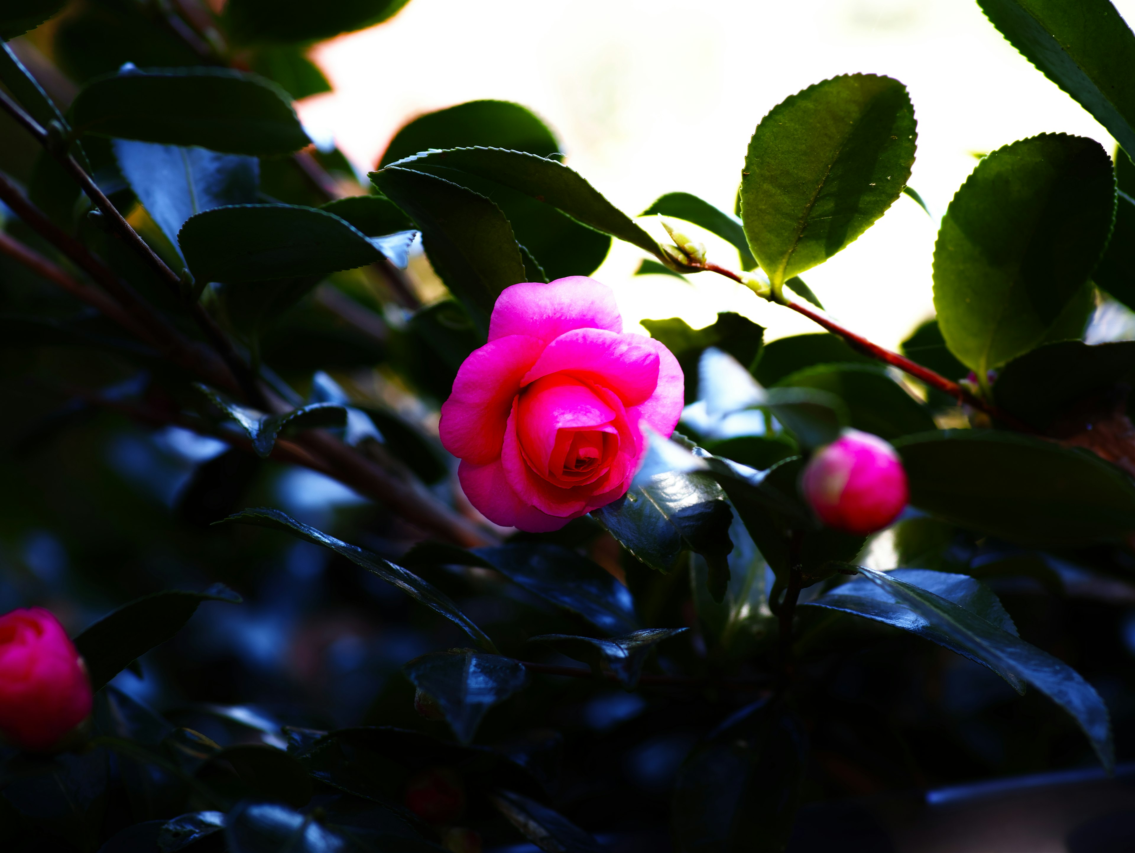 Imagen de una flor de camelia rosa vibrante rodeada de hojas verdes