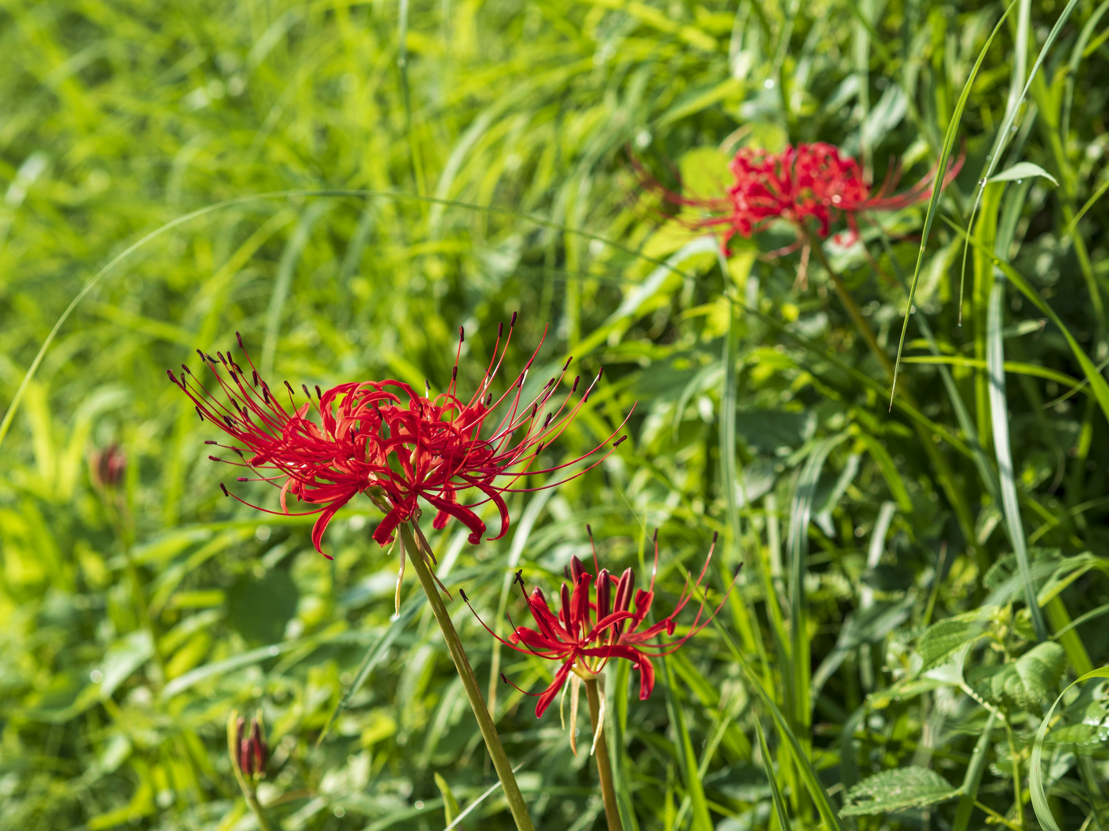 Rote Spinnenblumen umgeben von grünem Gras