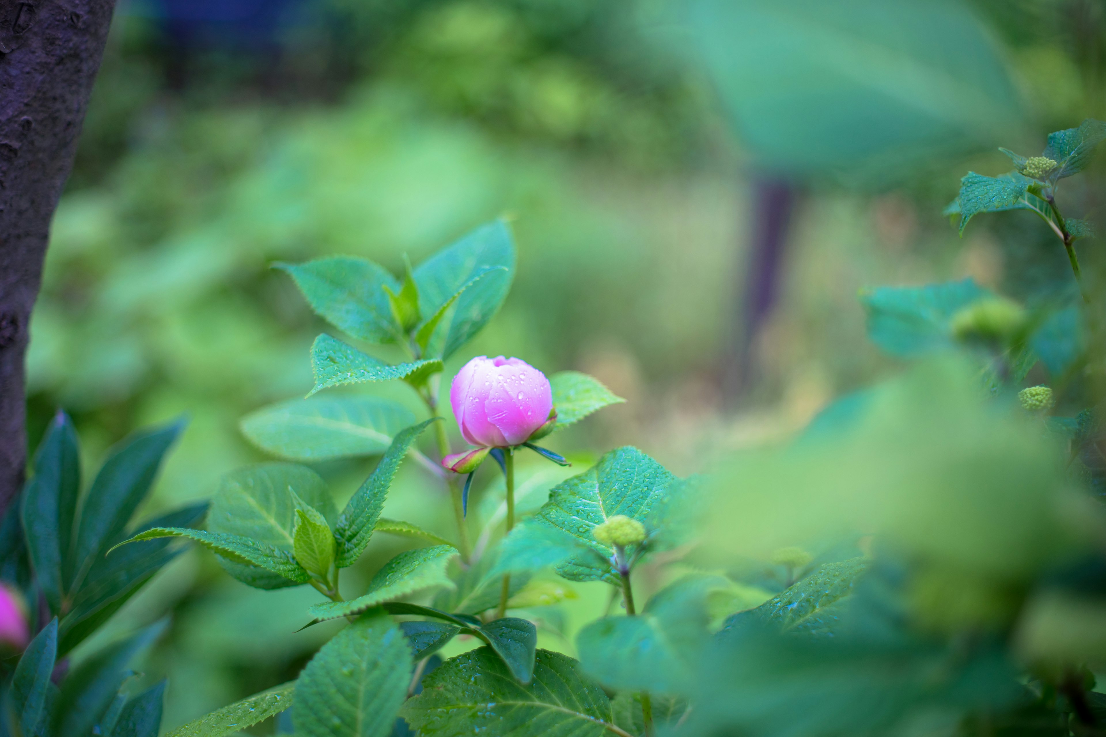 一幅花园场景，淡粉色花蕾被绿色叶子包围