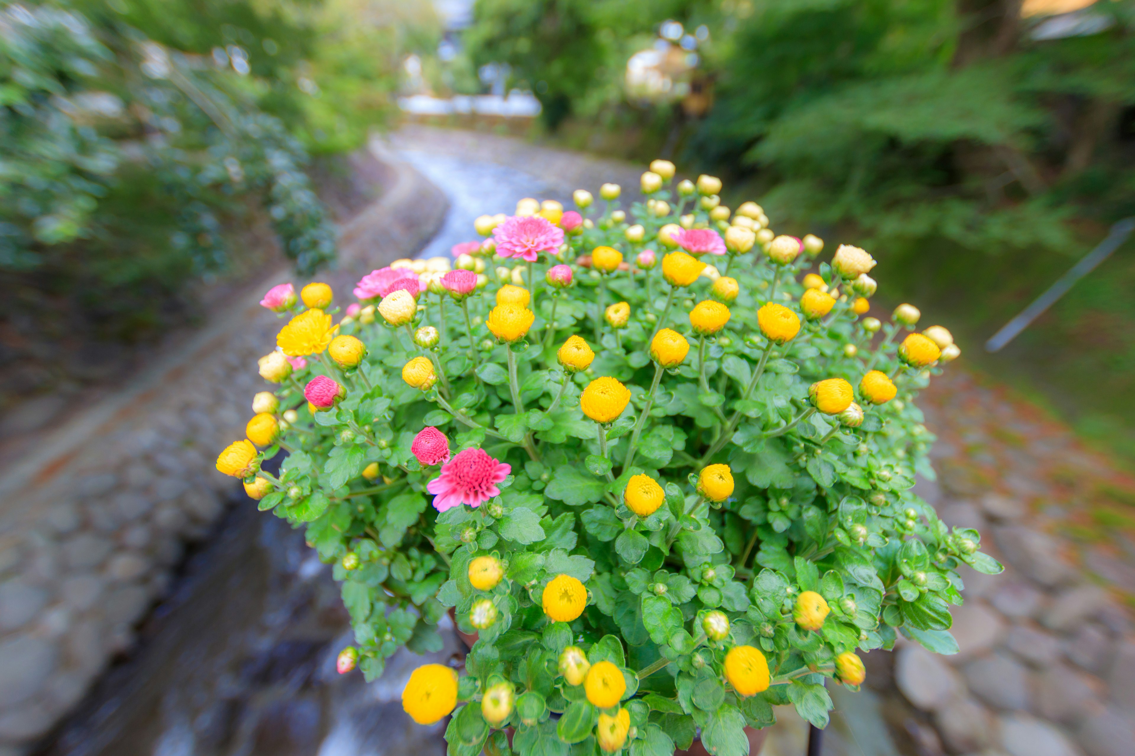 Bunte Blumentöpfe mit gelben und rosa Blüten in einer grünen Umgebung