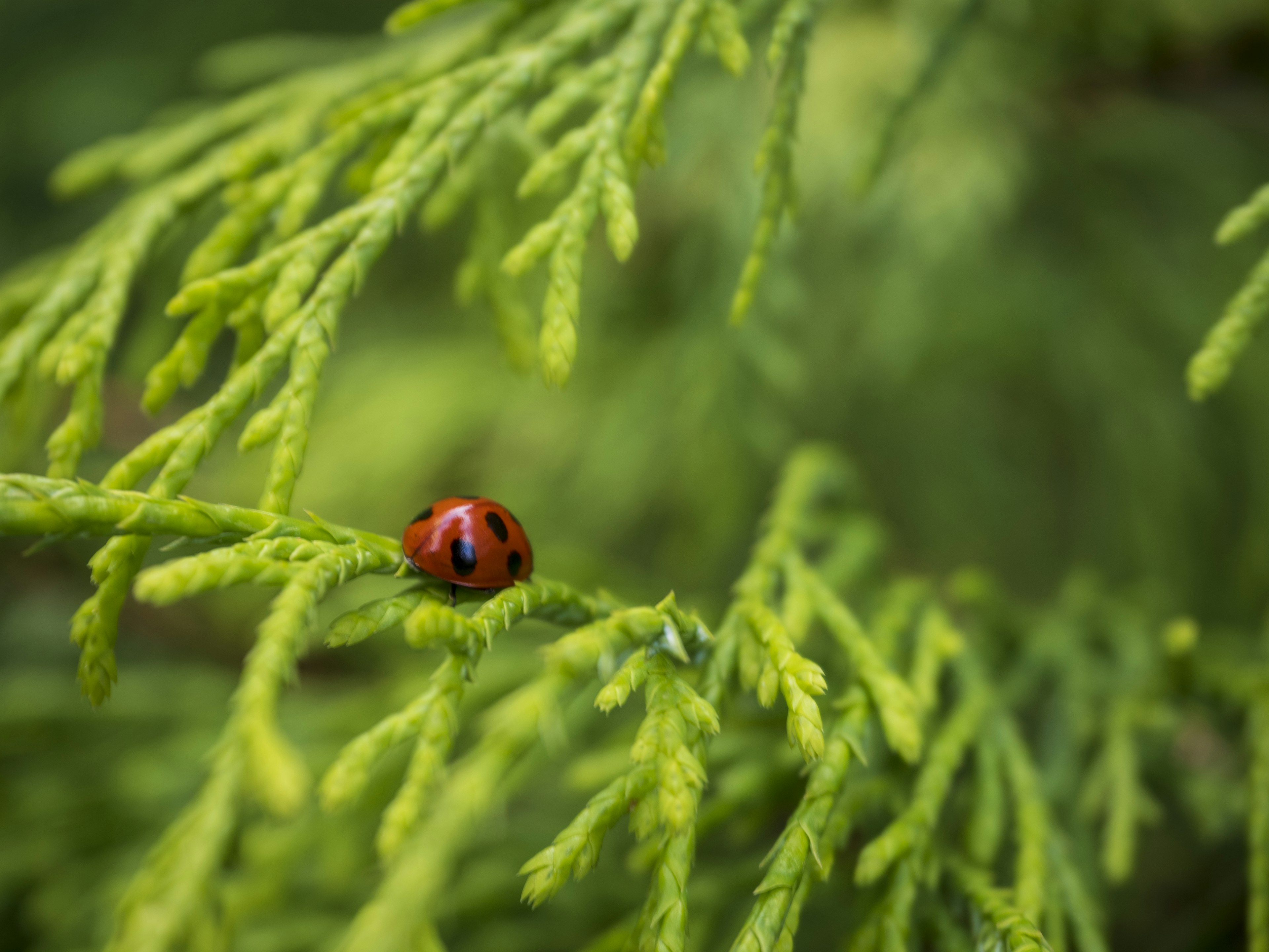 Coccinelle rouge sur feuillage vert