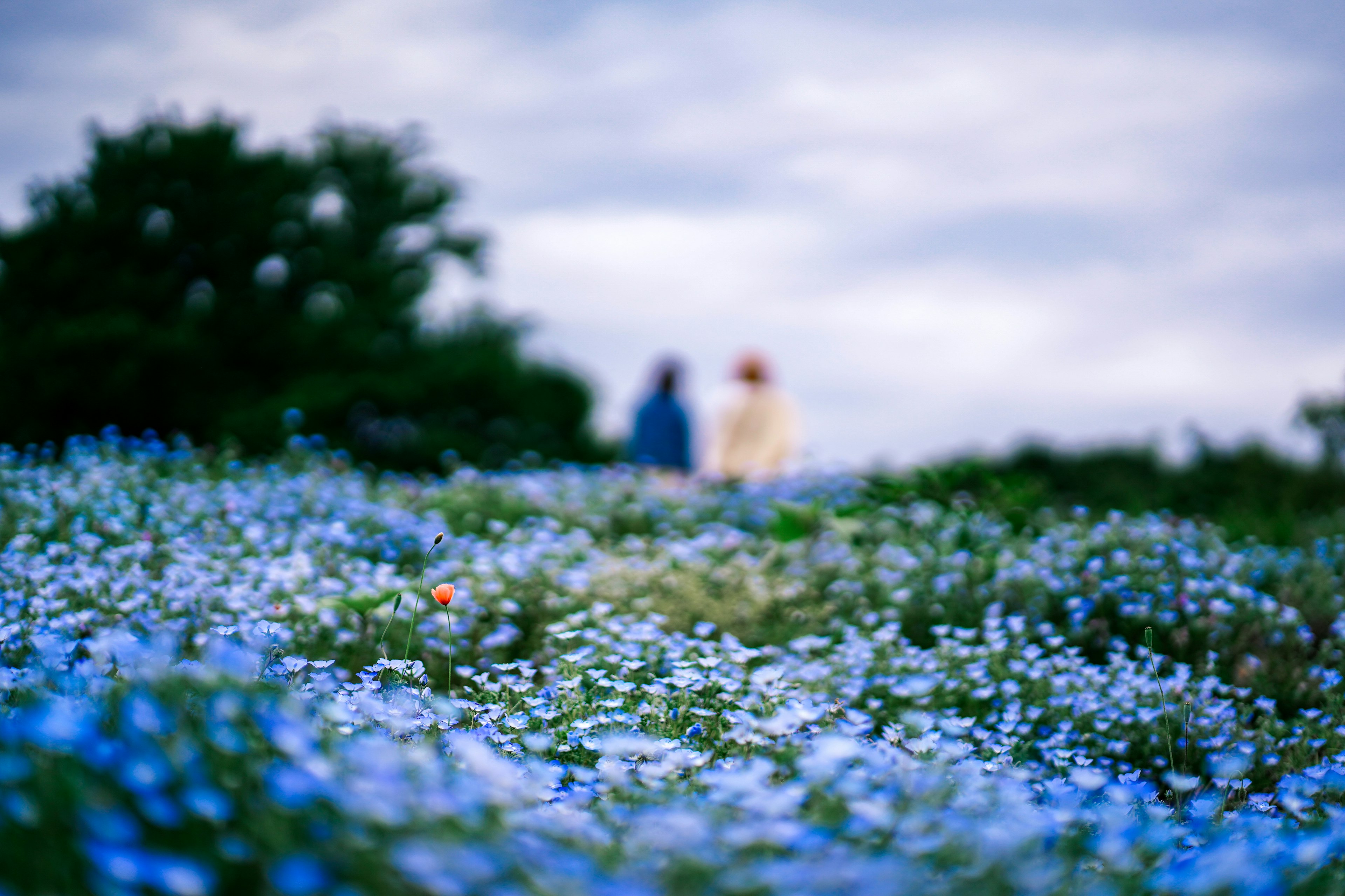 Deux silhouettes floues dans un champ de fleurs bleues sous un ciel nuageux