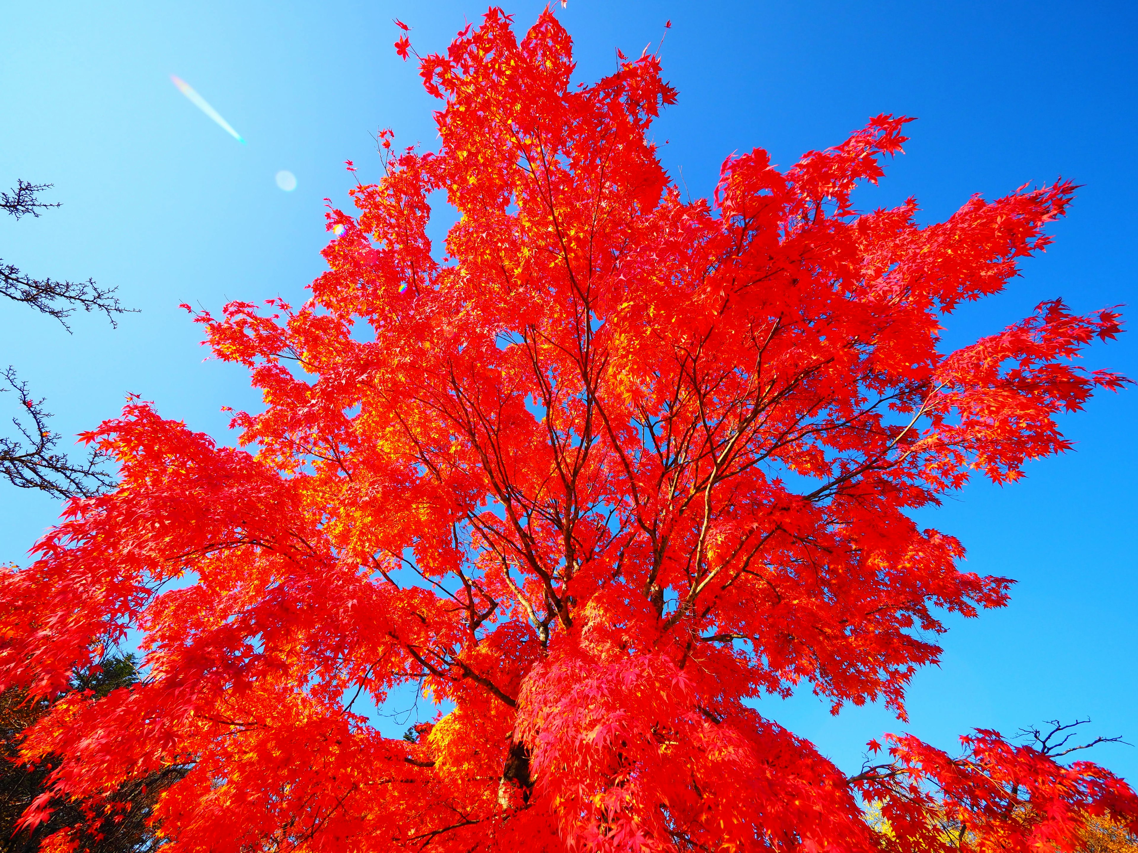 鮮豔紅葉樹木與藍天的對比