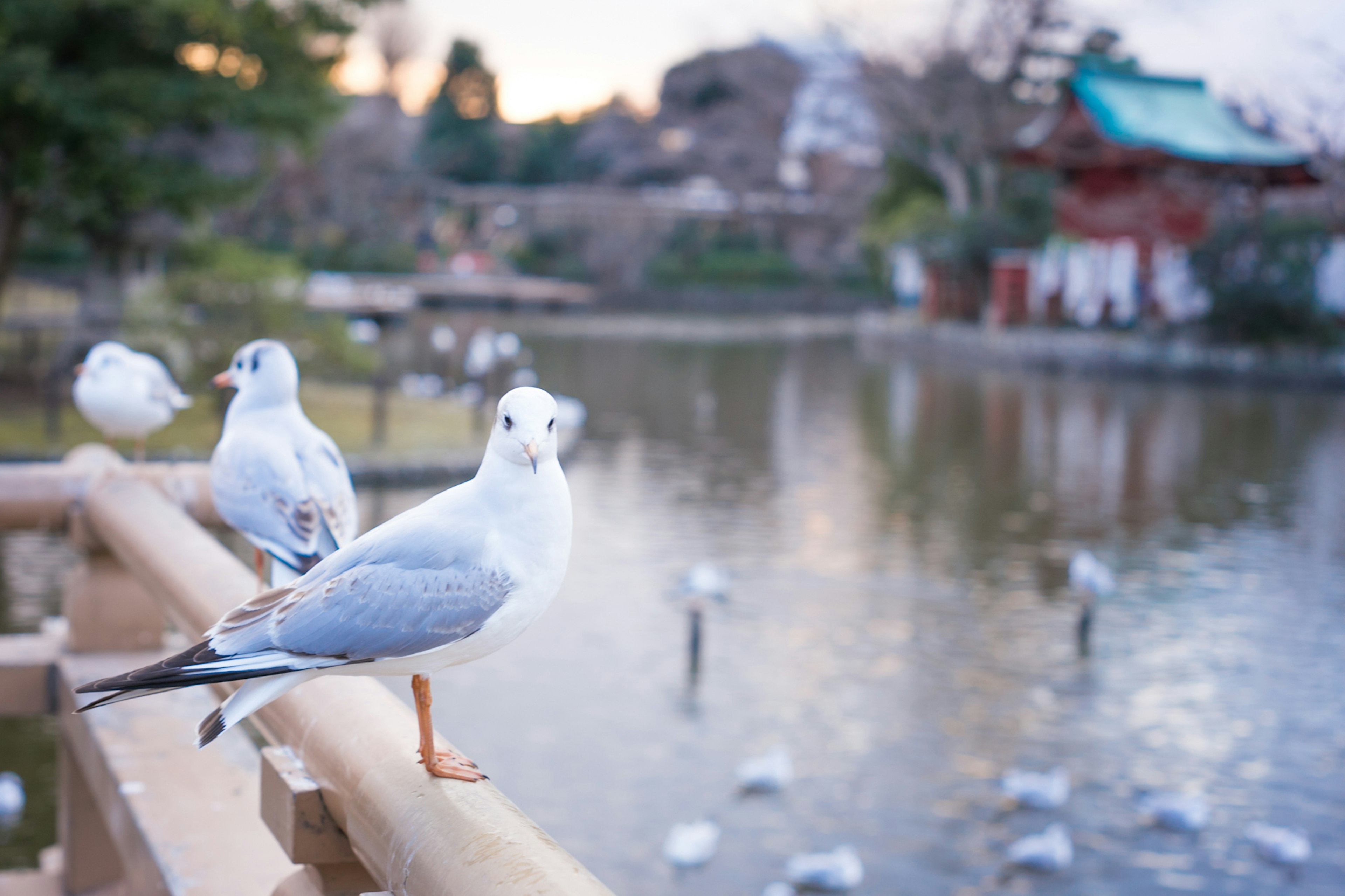 Mouettes près d'un étang avec un paysage pittoresque