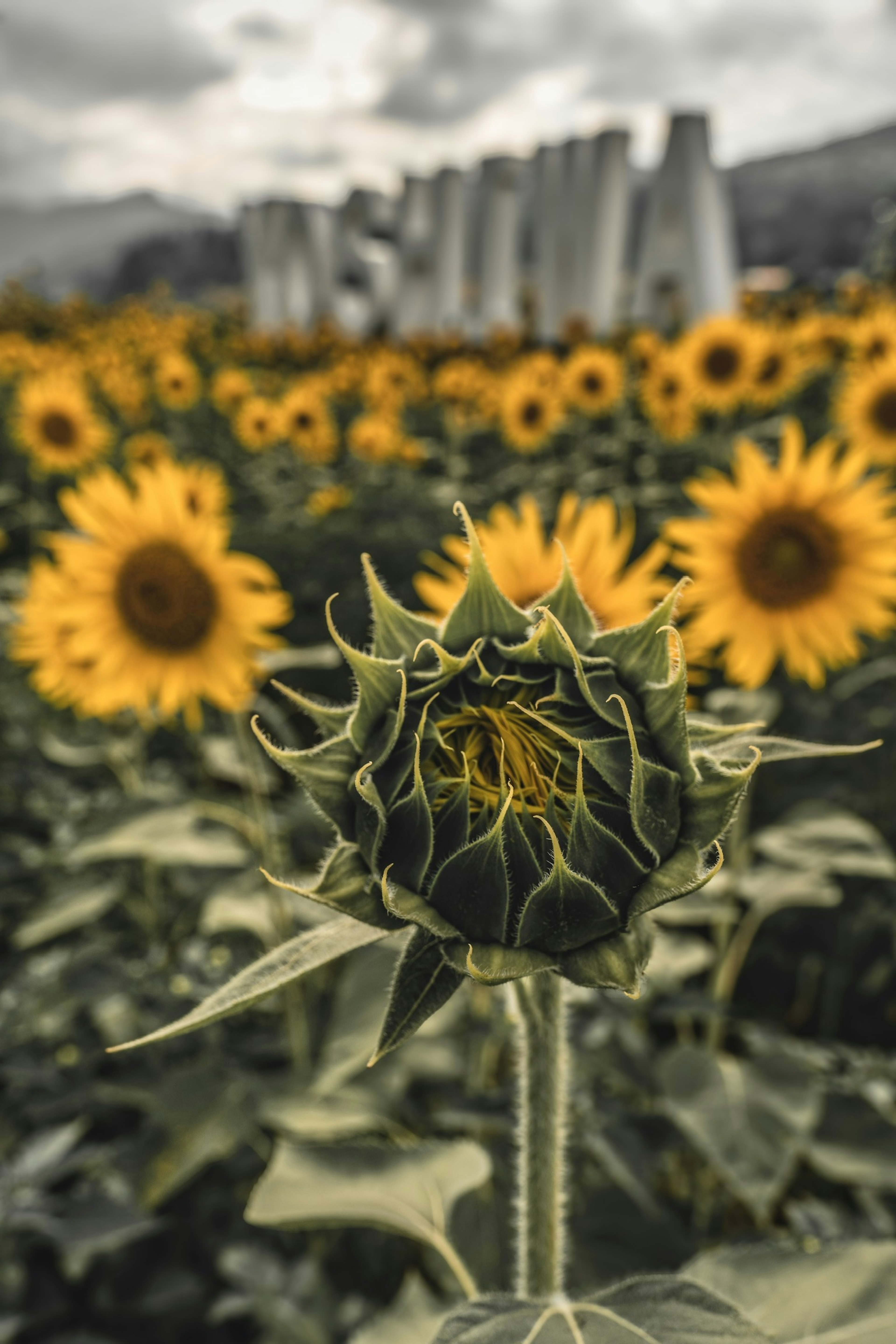 Brote de girasol frente a un campo de girasoles en flor con un cielo nublado