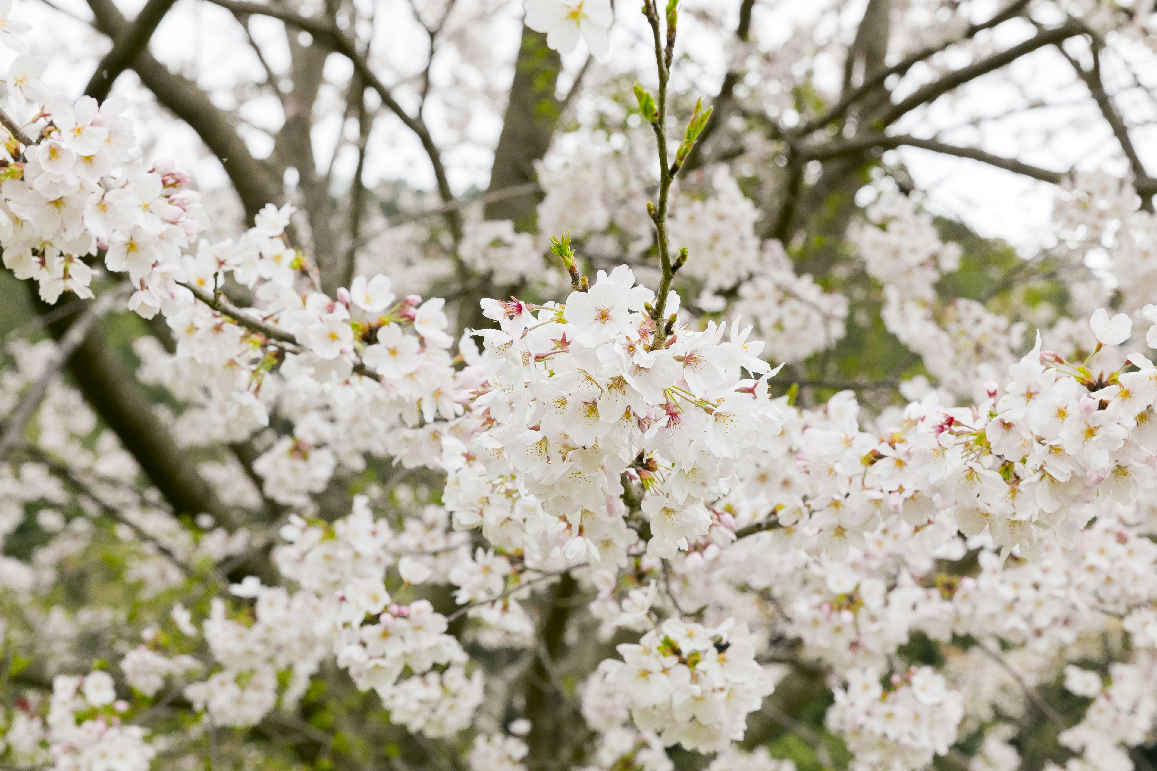 Primo piano di un albero di ciliegio con fiori bianchi