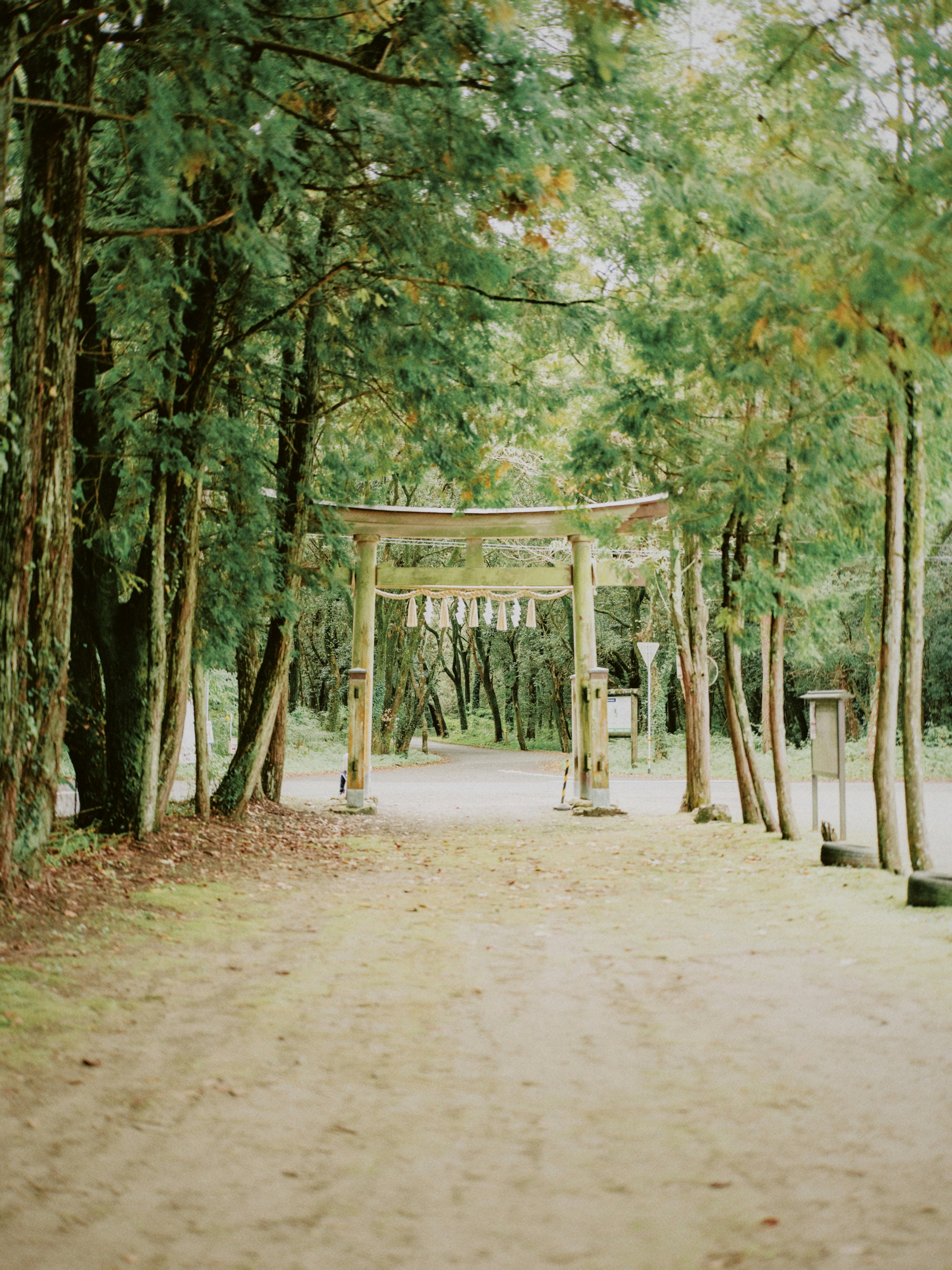 Un camino flanqueado por árboles que lleva a un torii