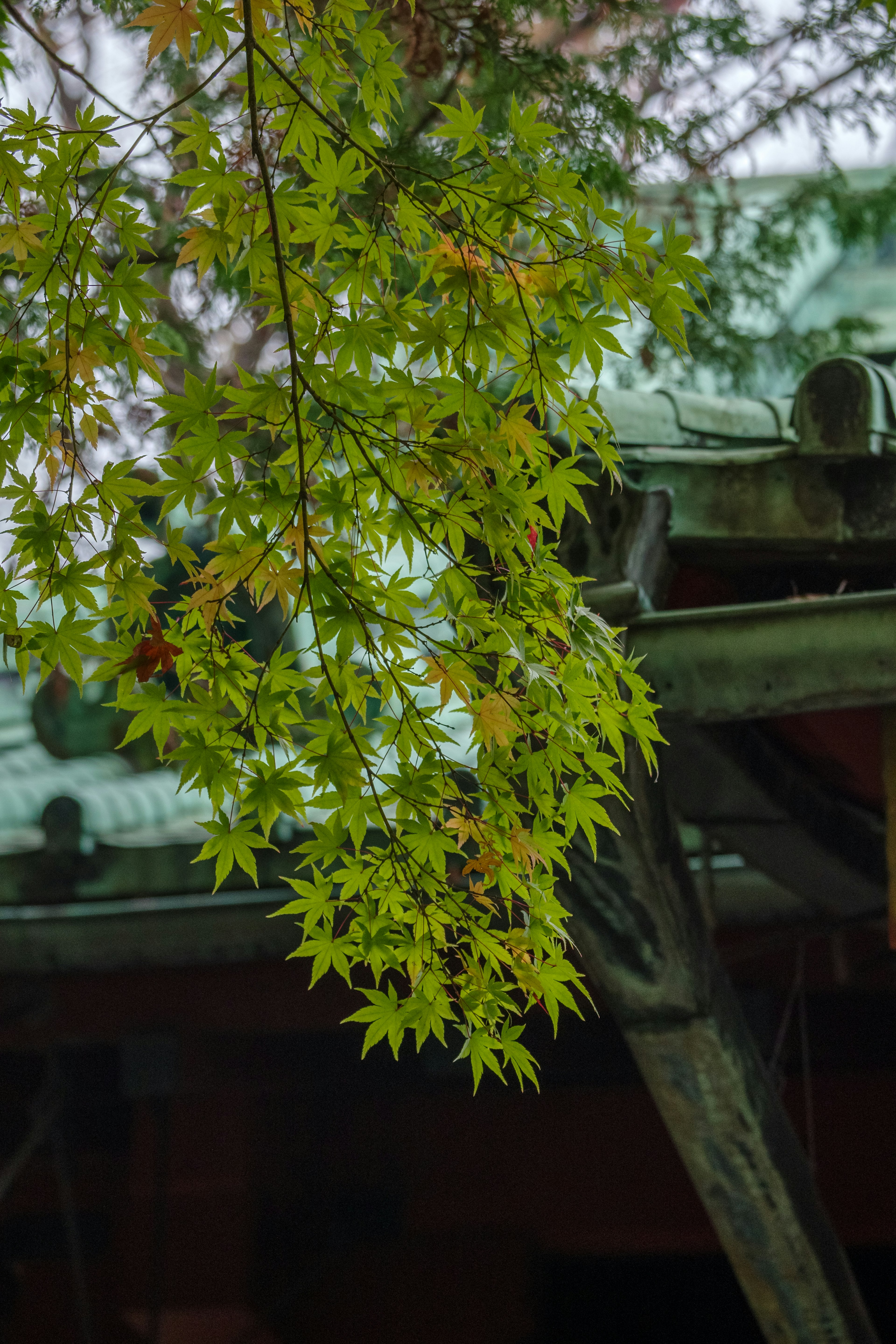 緑色のもみじの葉が屋根の近くに垂れ下がっている