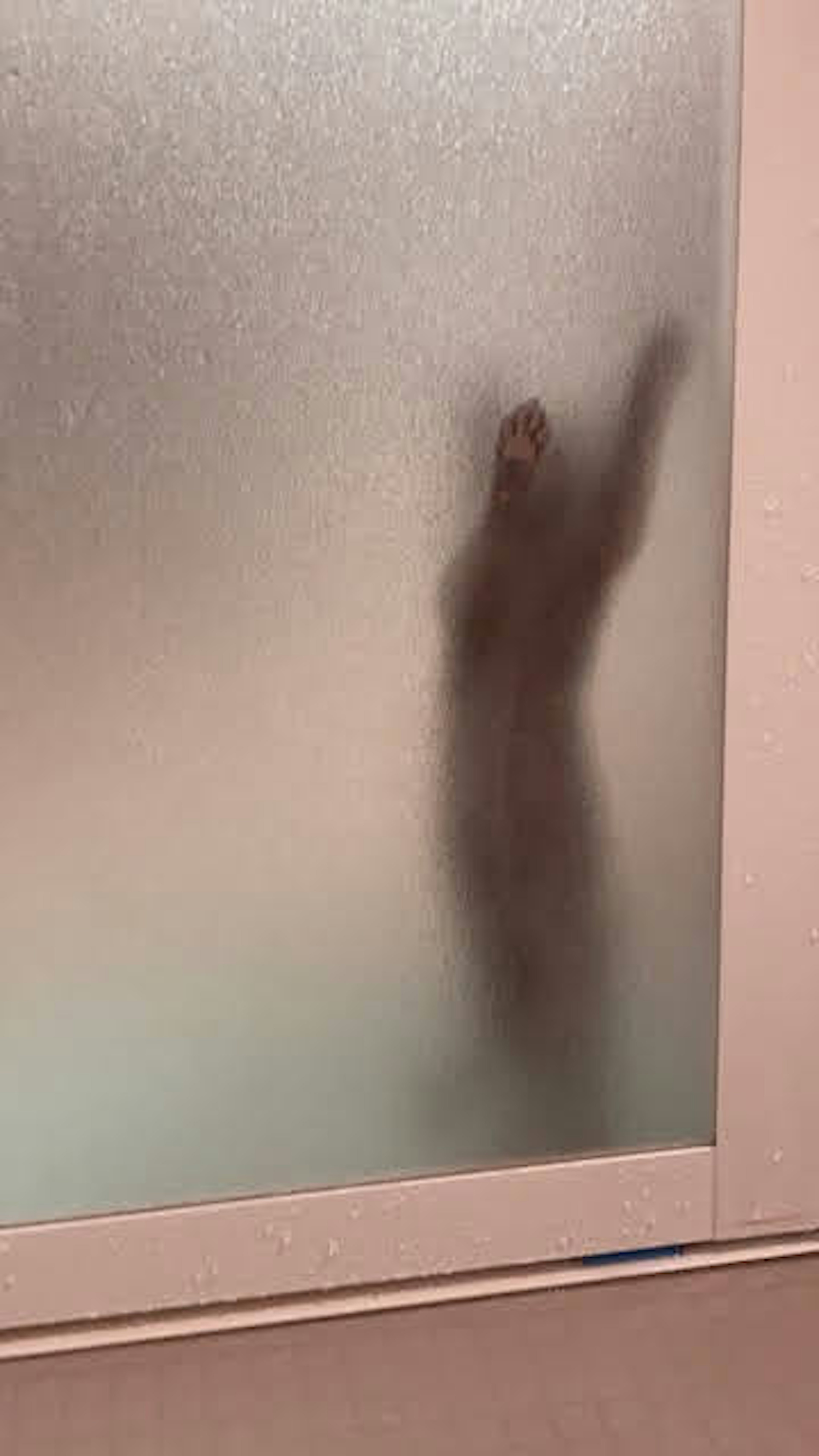 Silhouette of an animal visible through frosted glass