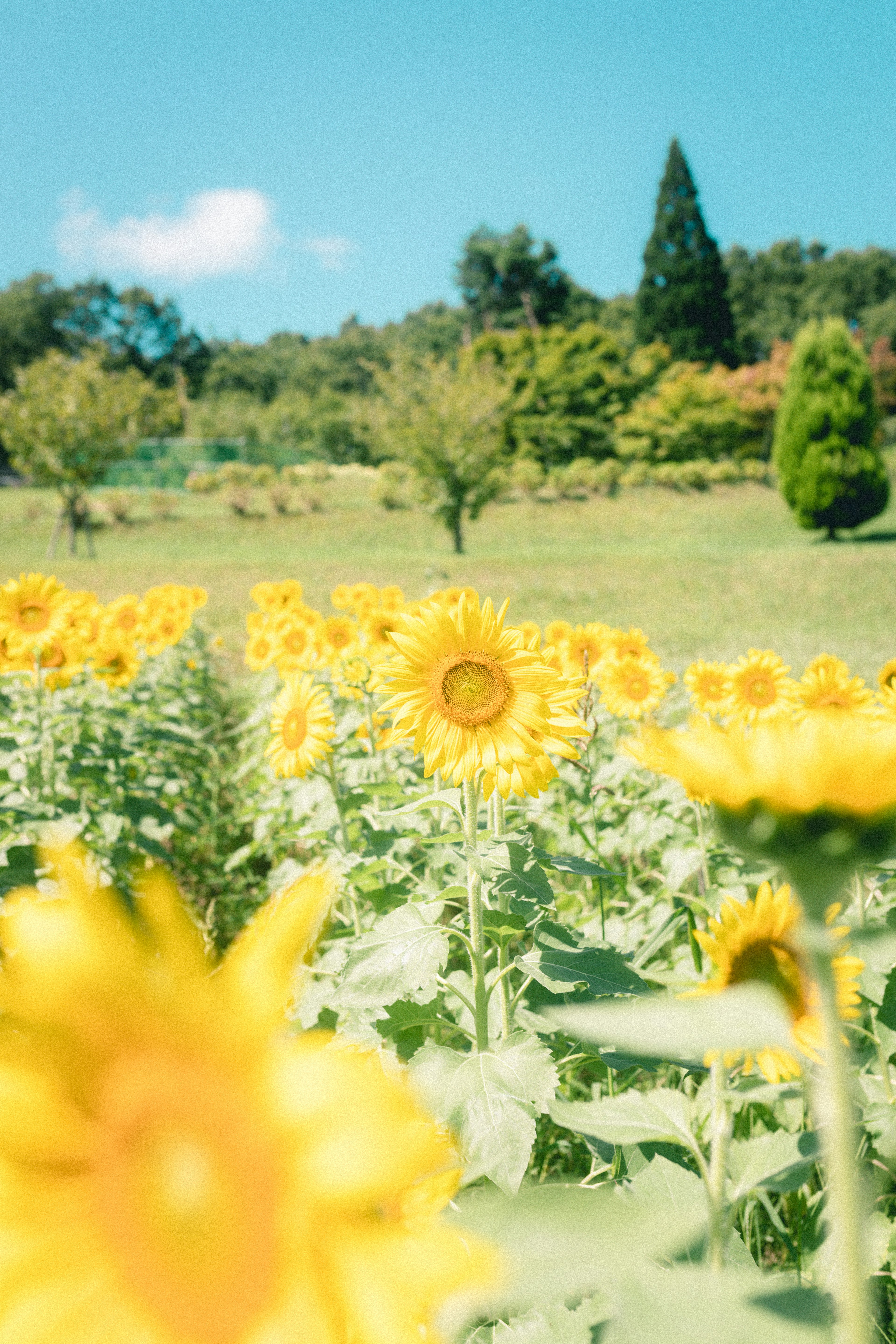 Vibrant sunflower field under a bright blue sky