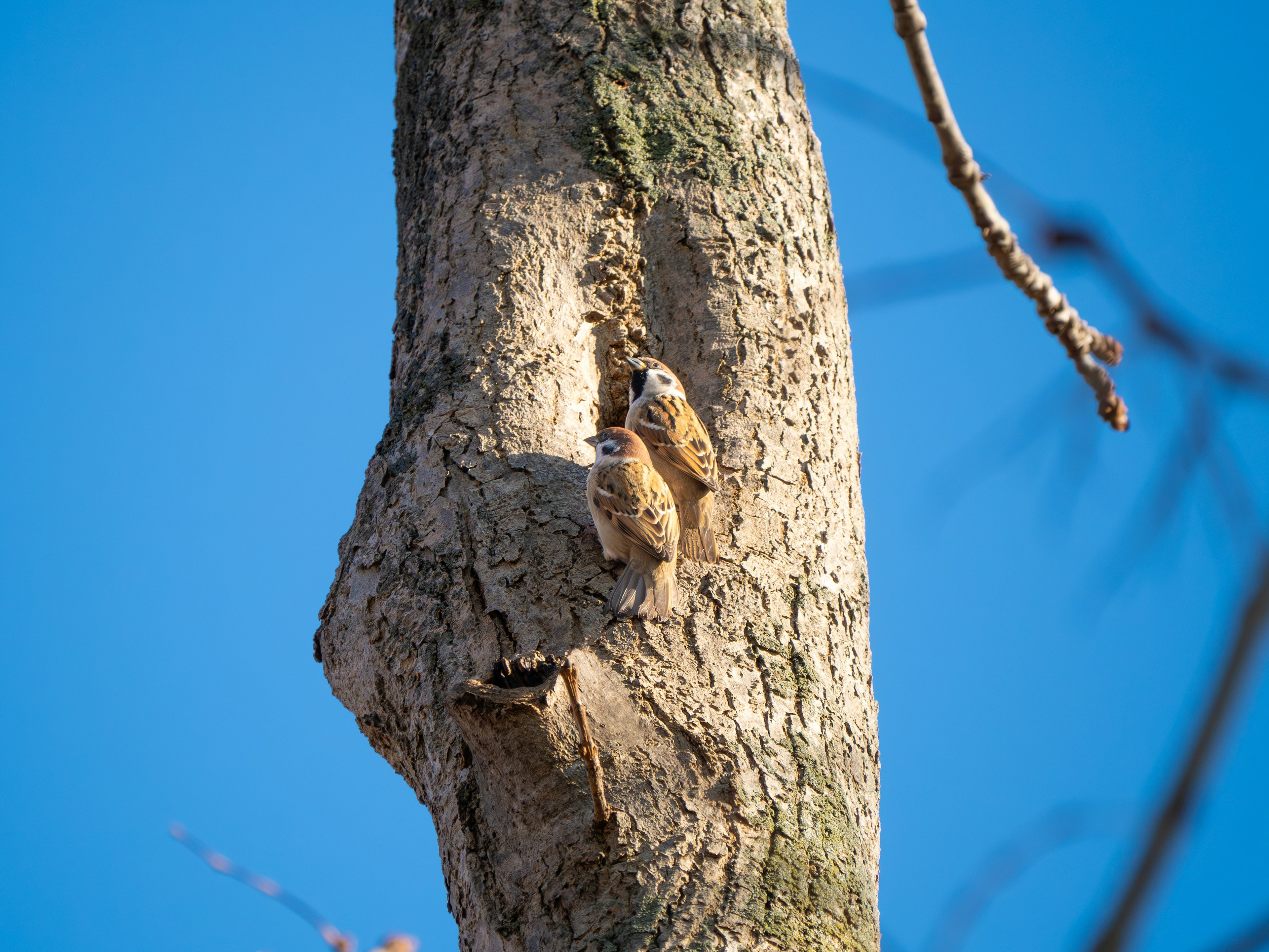 Dos búhos posados en un tronco de árbol contra un cielo azul