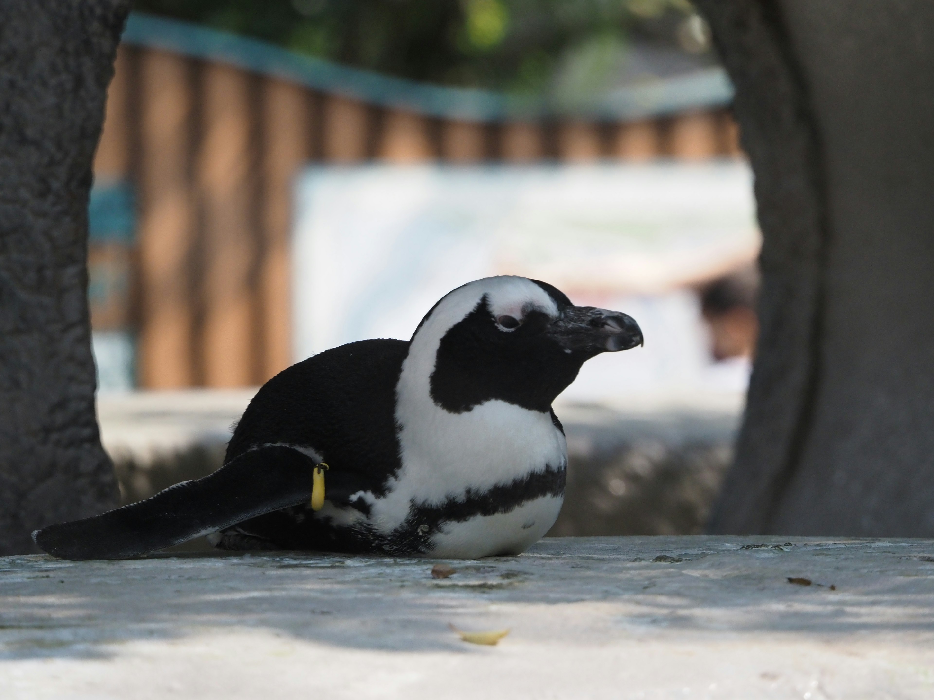 Pinguino bianco e nero seduto su una roccia