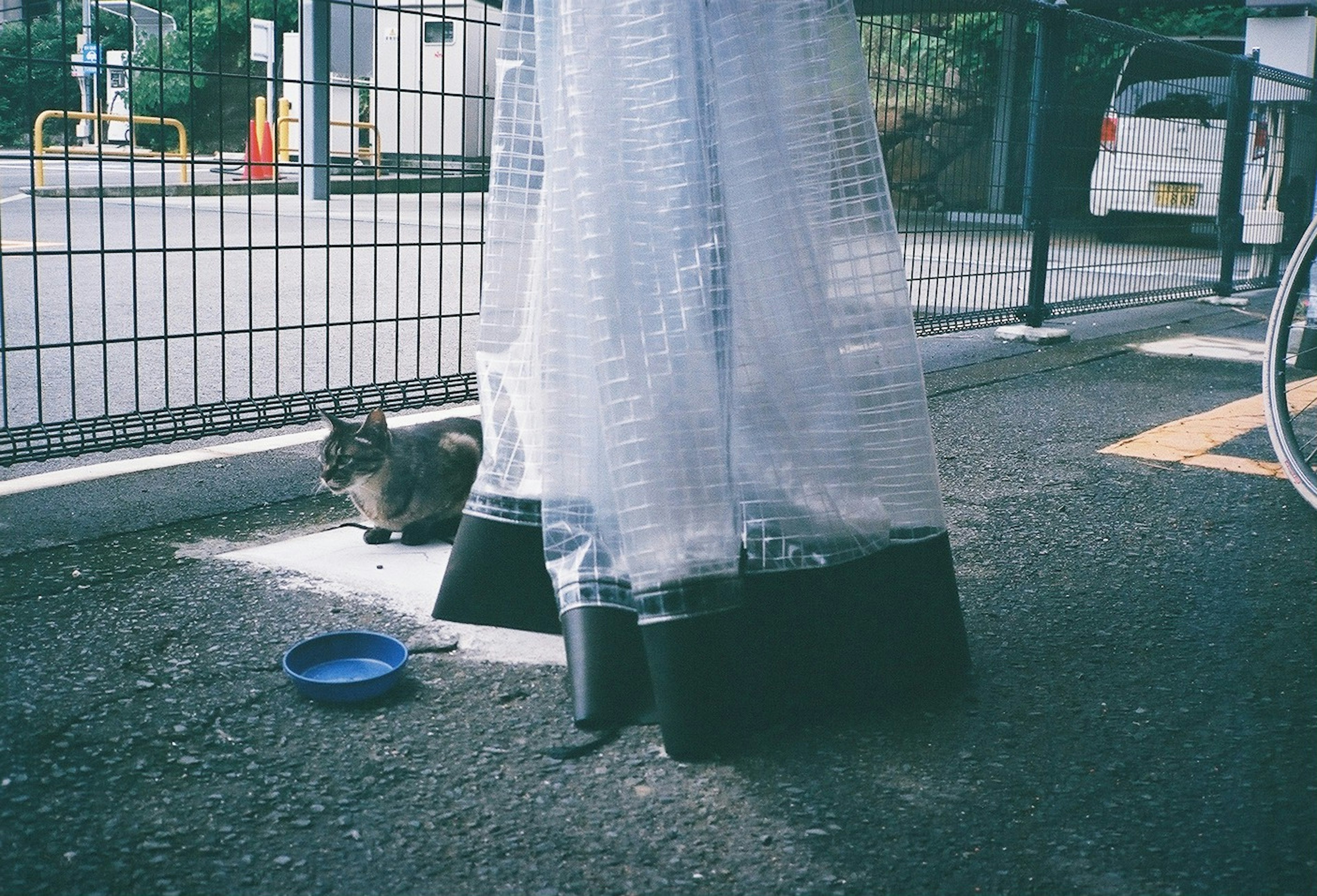 Una escena de calle tranquila con un gato cerca de una base de plástico negro cubierto con una red blanca Un tazón azul está cerca