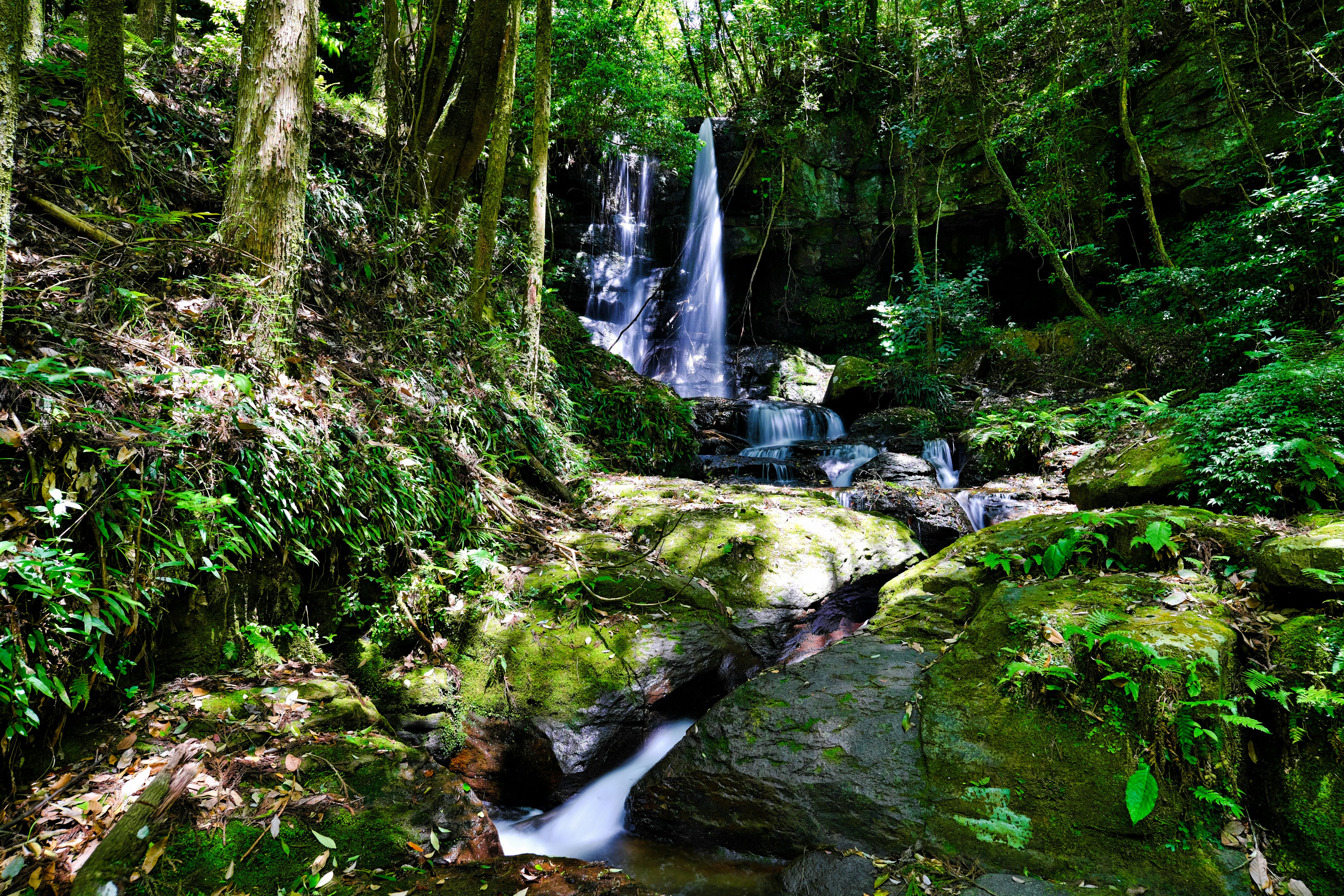 Bellissimo paesaggio di una cascata e acqua che scorre in una foresta lussureggiante