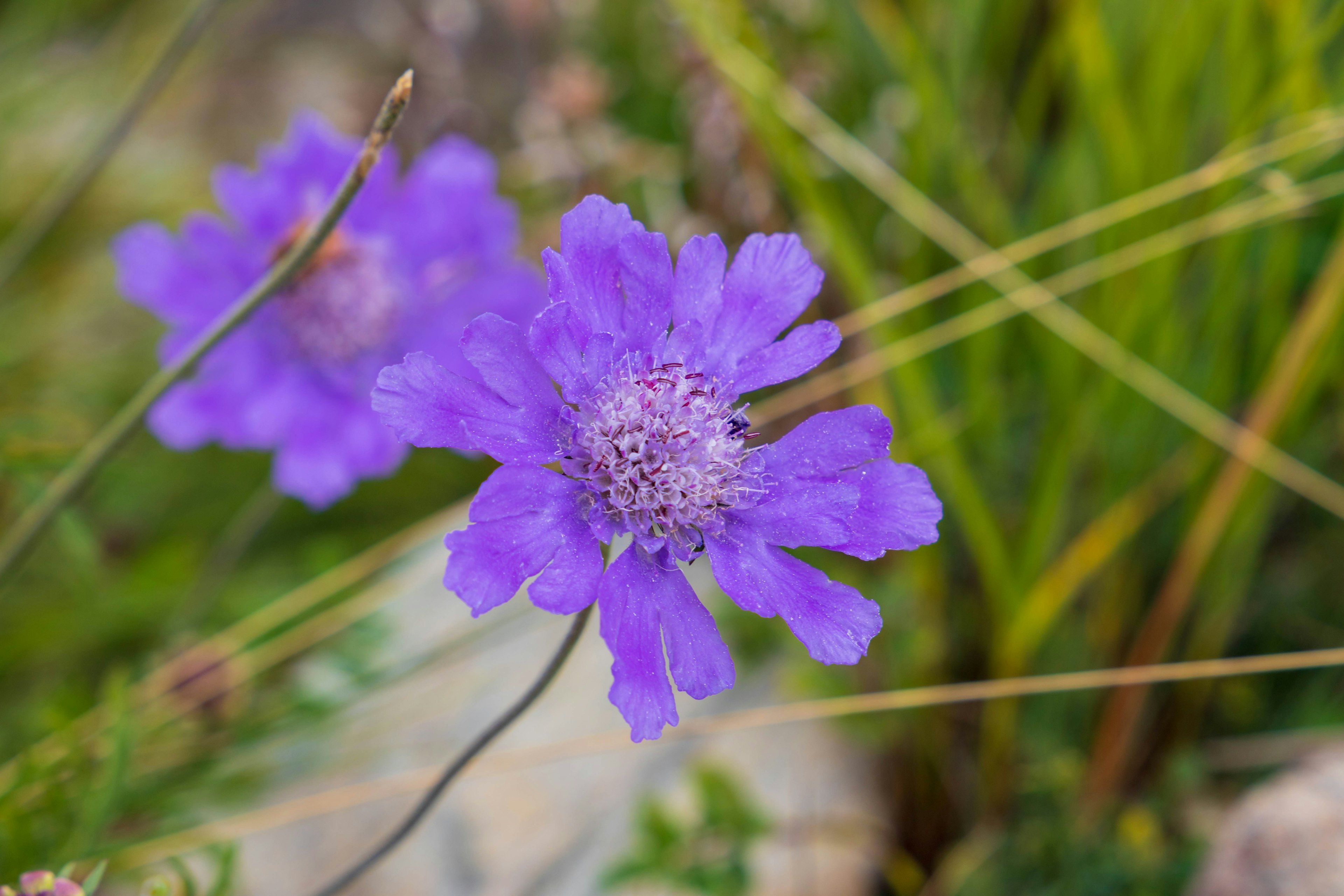 Nahaufnahme einer lila Blume, die in einem grasbewachsenen Bereich blüht