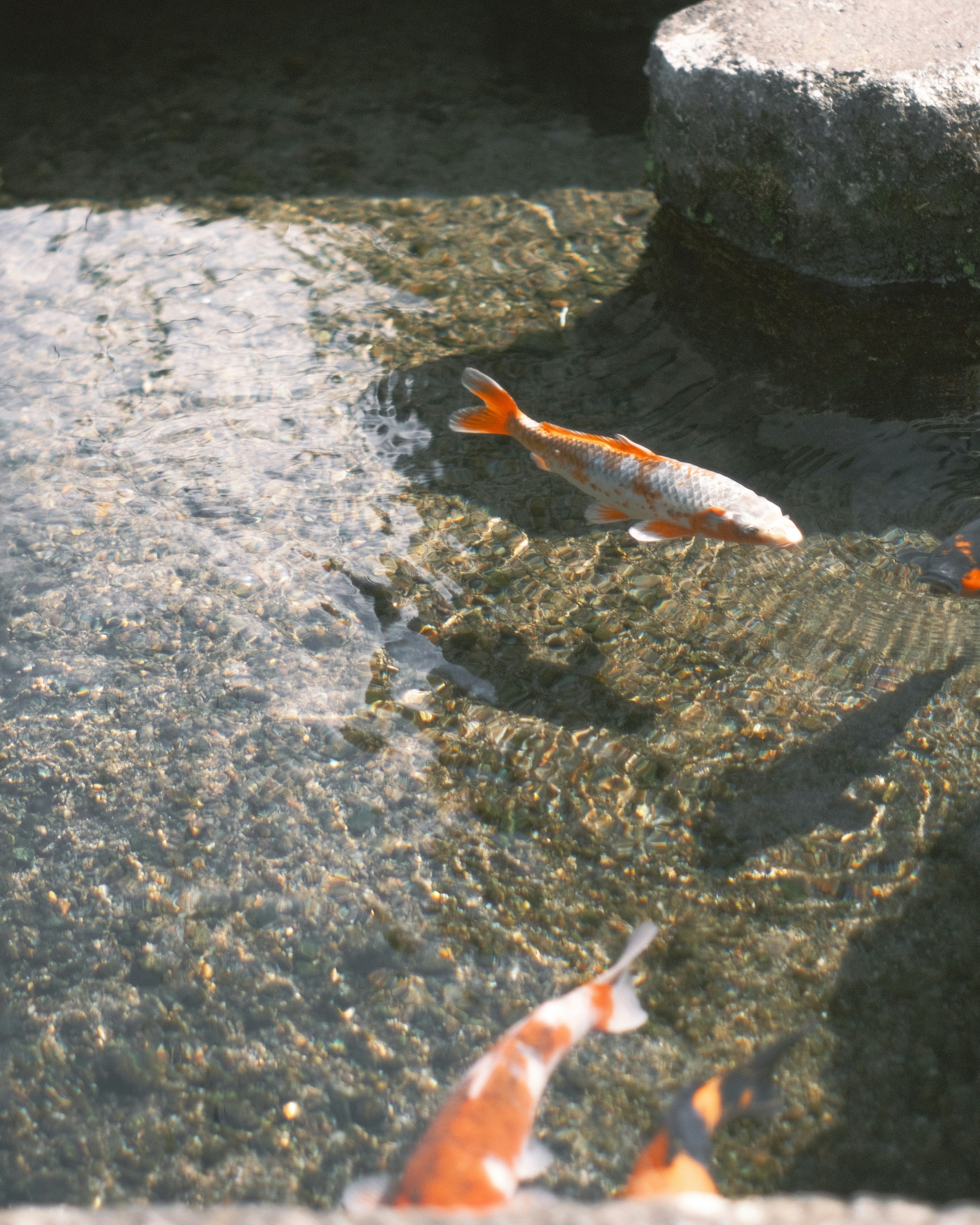 Sekelompok ikan koi berenang di air jernih di samping tepi batu