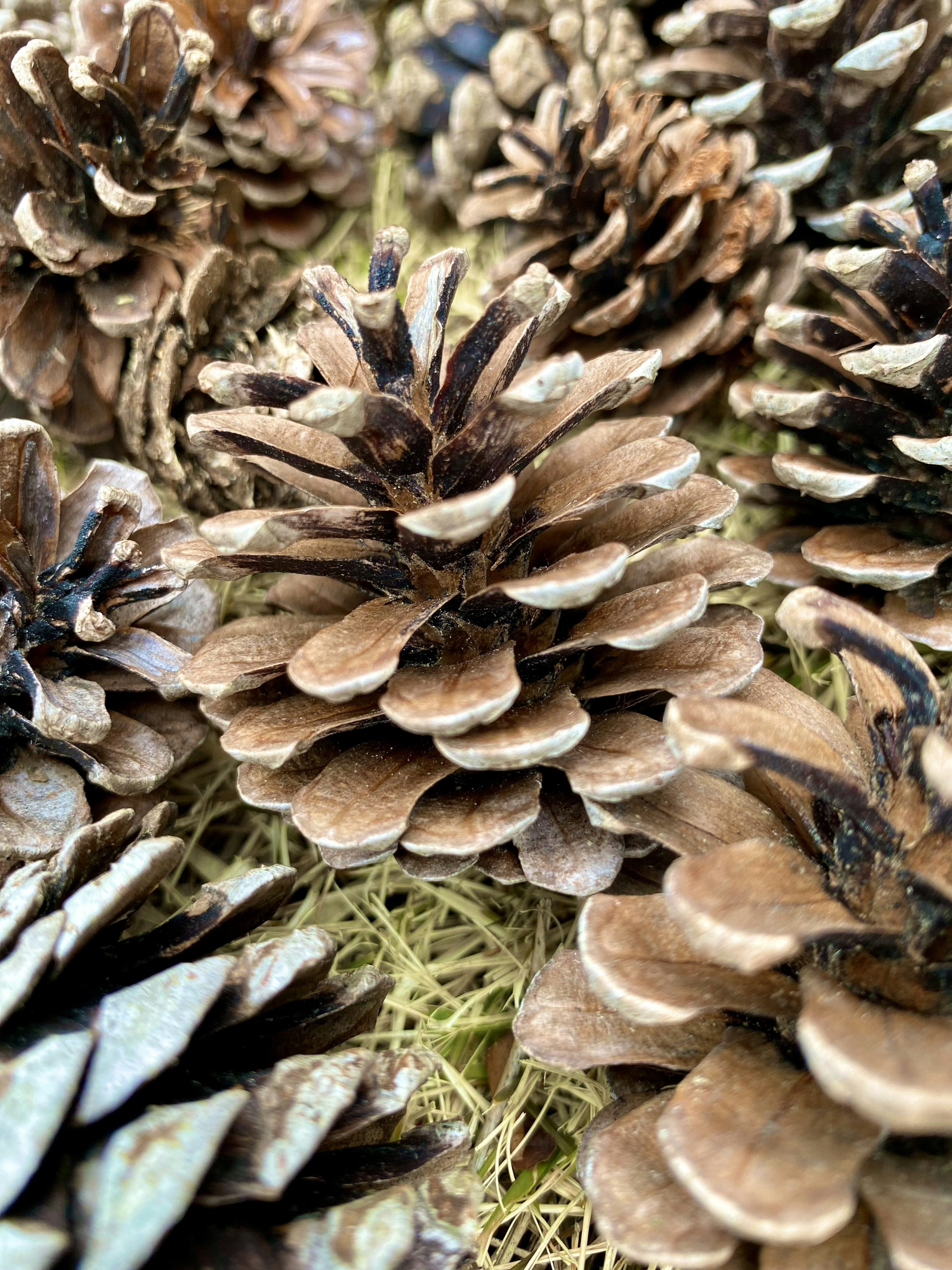 Foto ravvicinata di pigne che mostrano vari colori e trame