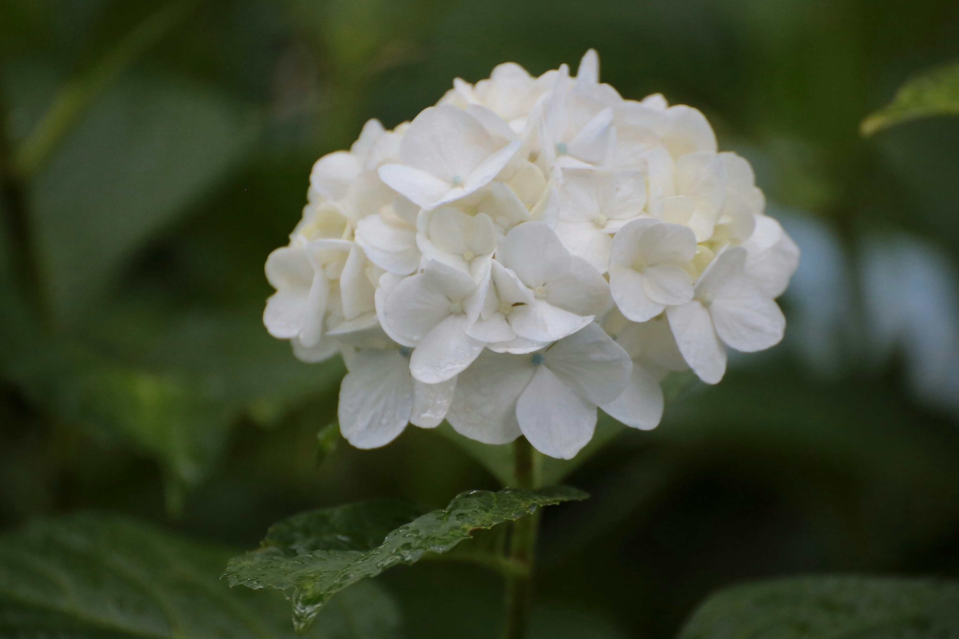 Sebuah bunga hortensia putih yang mekar di antara daun hijau