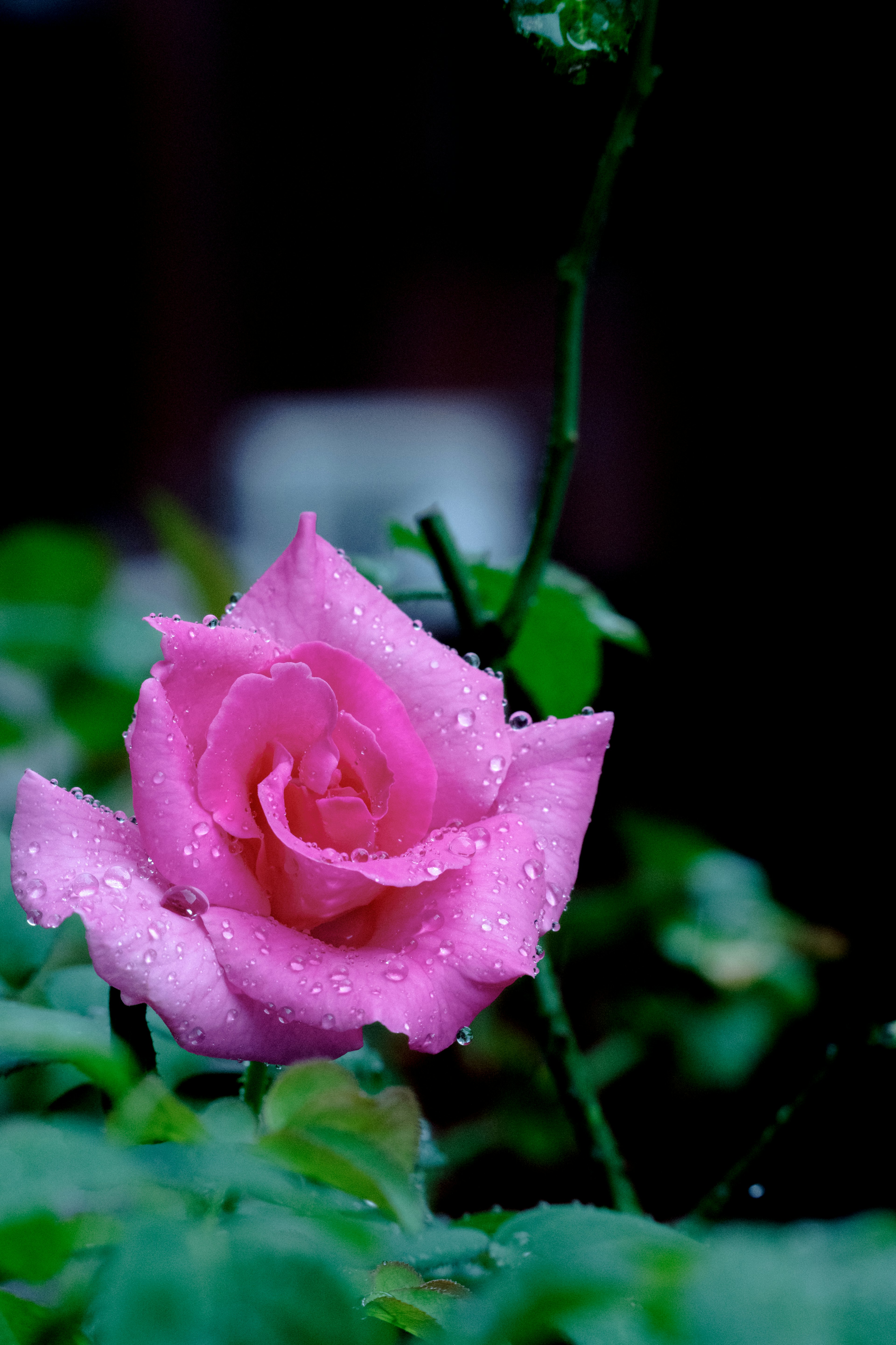 Una rosa rosa con gocce d'acqua che fiorisce tra le foglie verdi