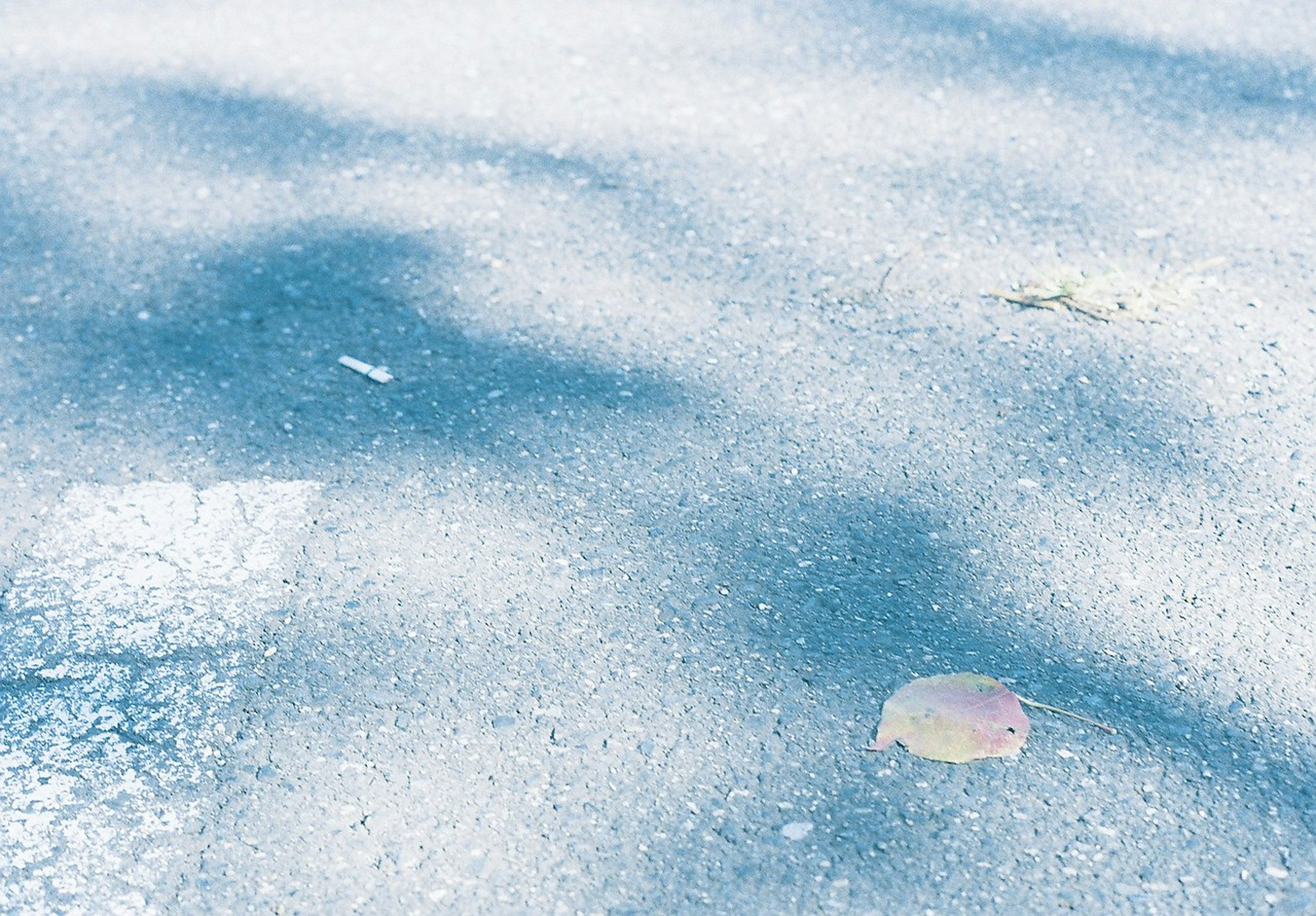 A serene scene with a leaf on a blue pavement