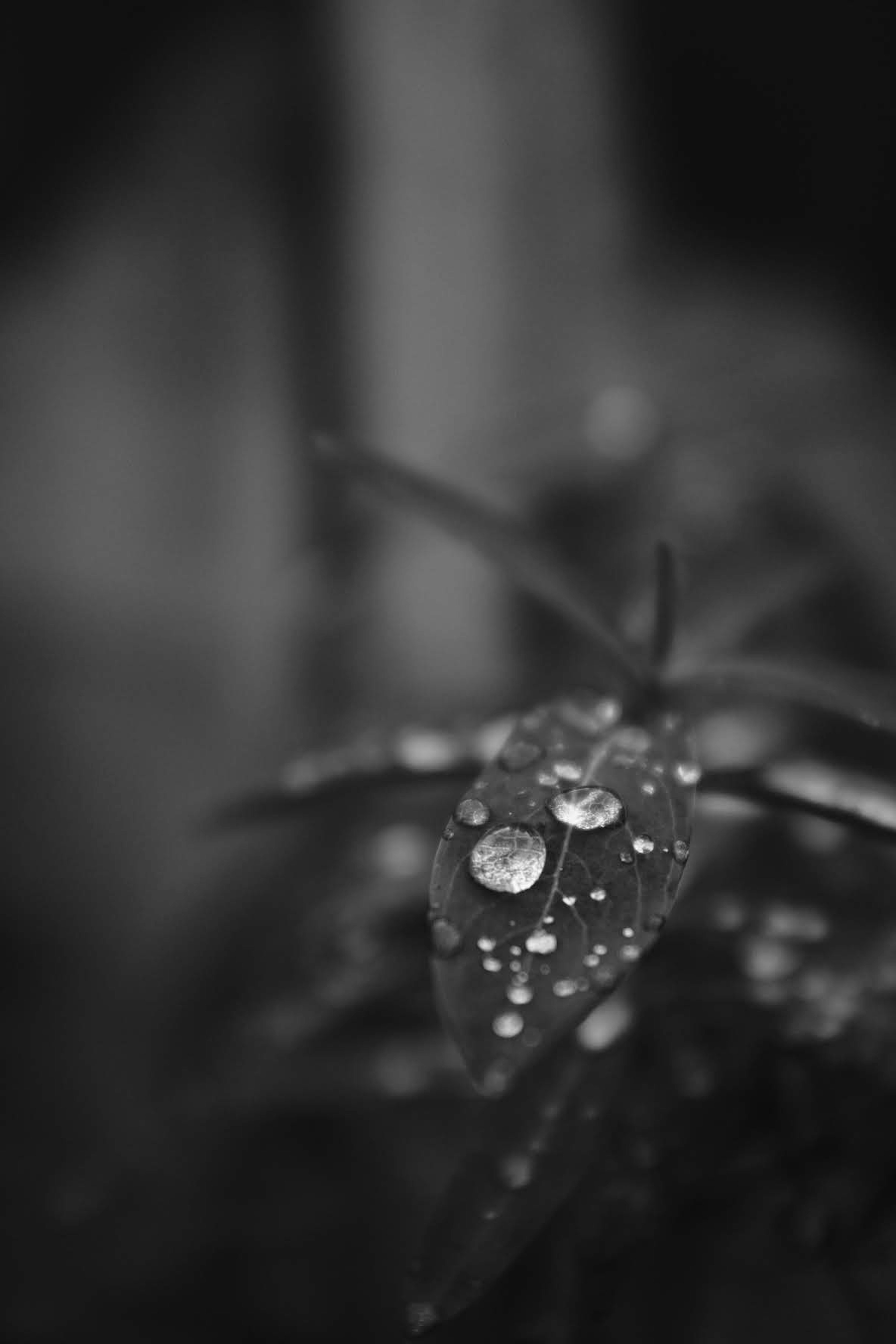 Close-up of a green leaf with water droplets in black and white