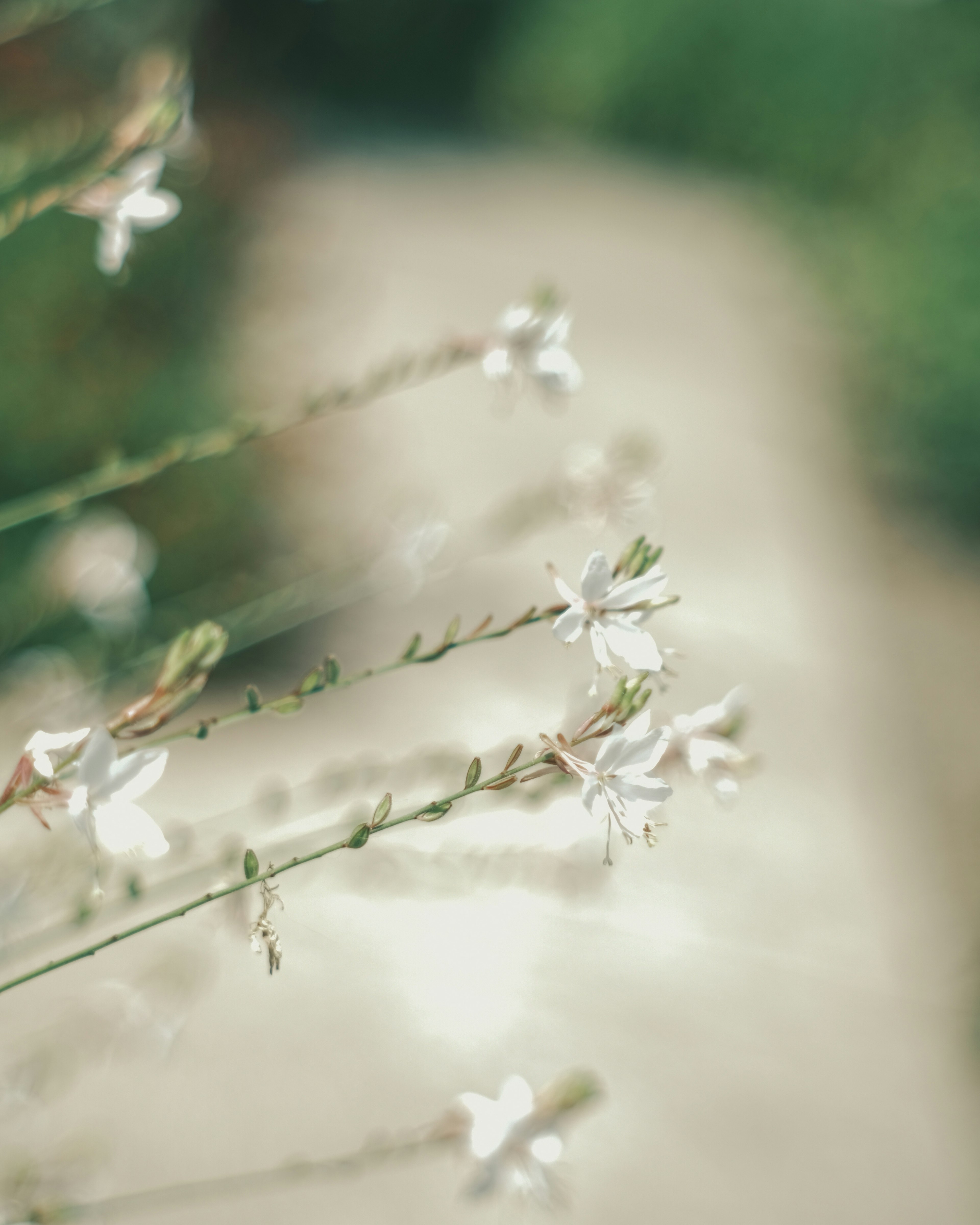 Nahaufnahme von zarten weißen Blumen mit einem verschwommenen grünen Weg im Hintergrund