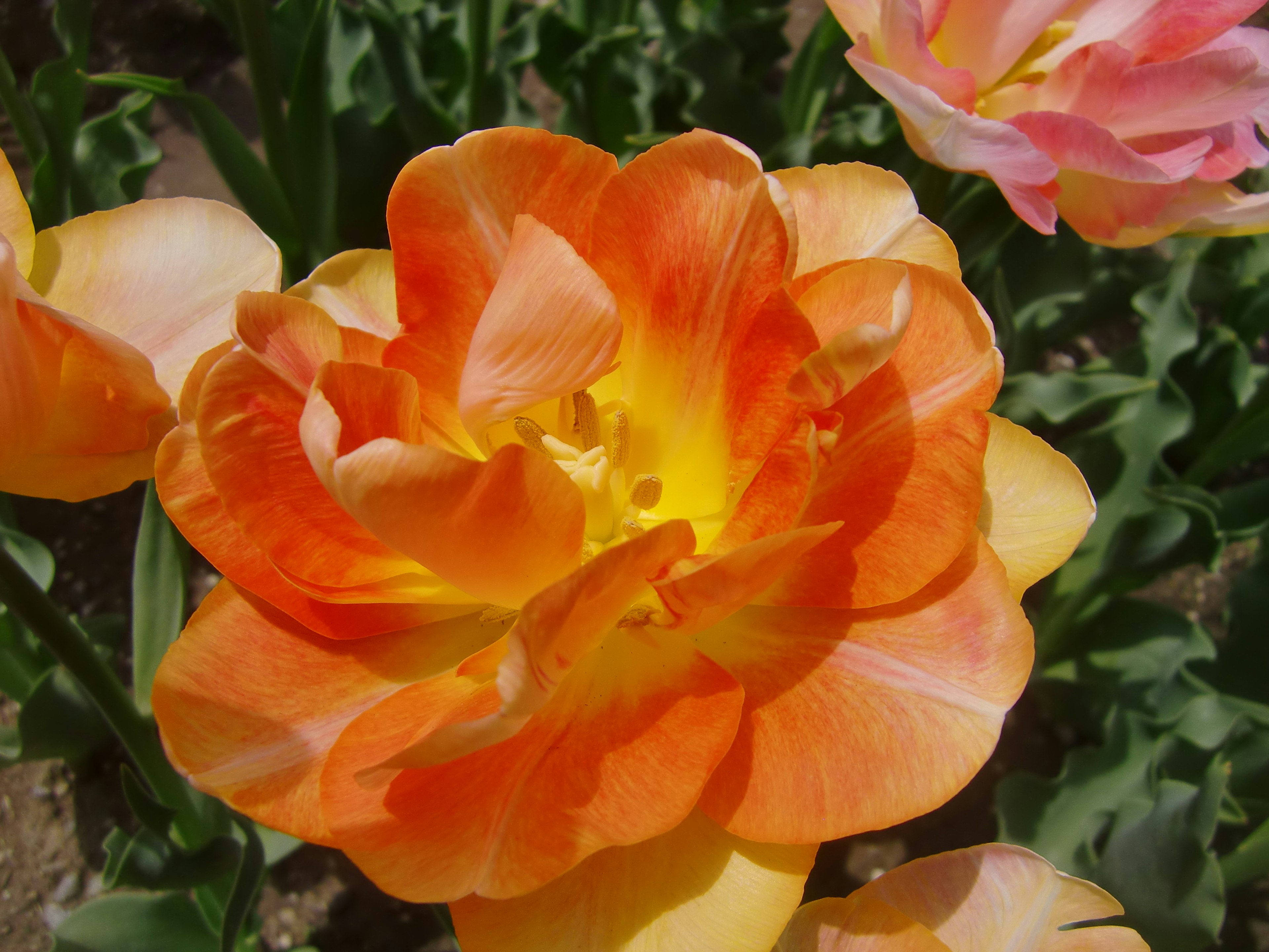 Primo piano di un vibrante fiore di tulipano arancione con petali morbidi circondato da fiori rosa