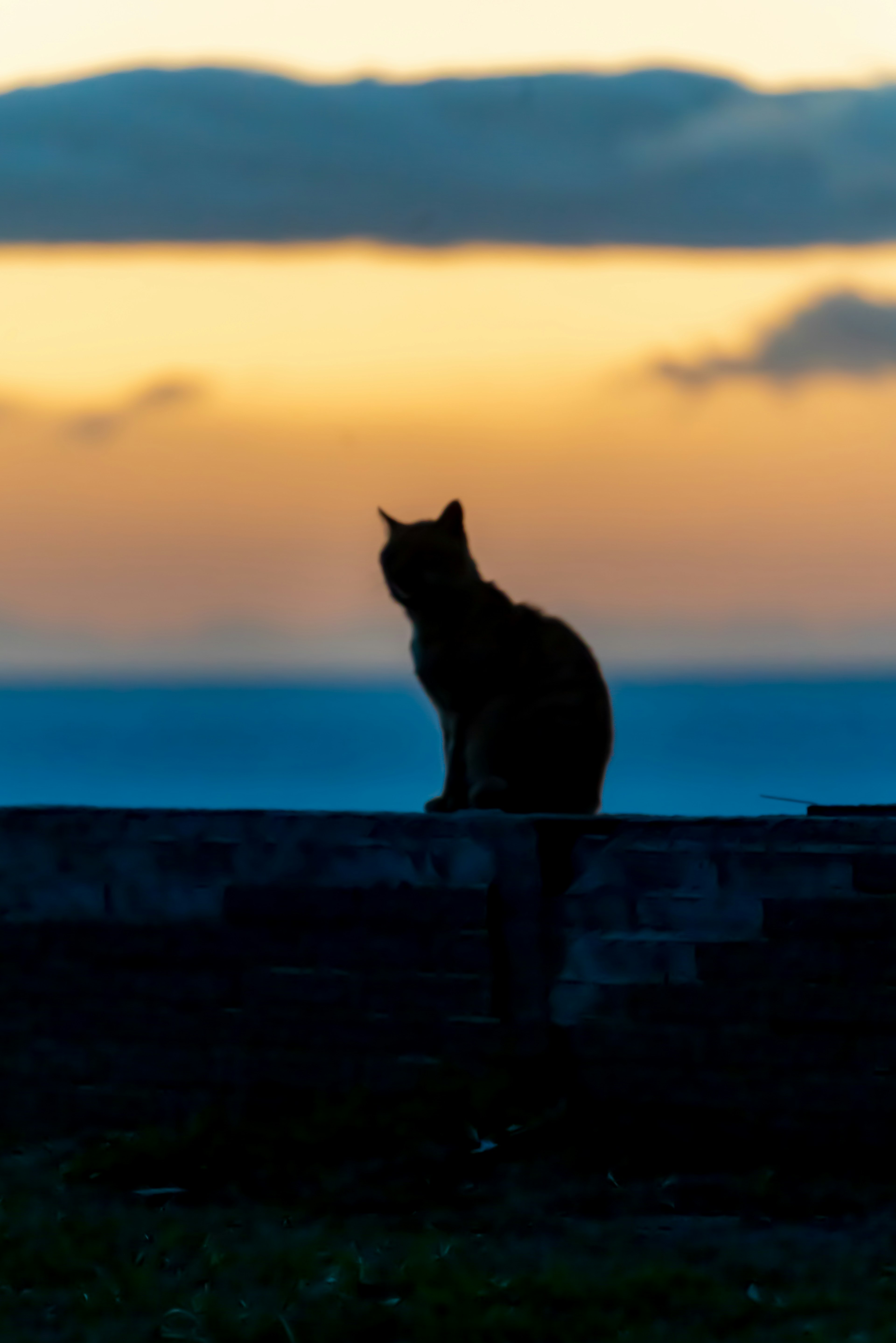 夕暮れにシルエットの猫が壁の上に座っている