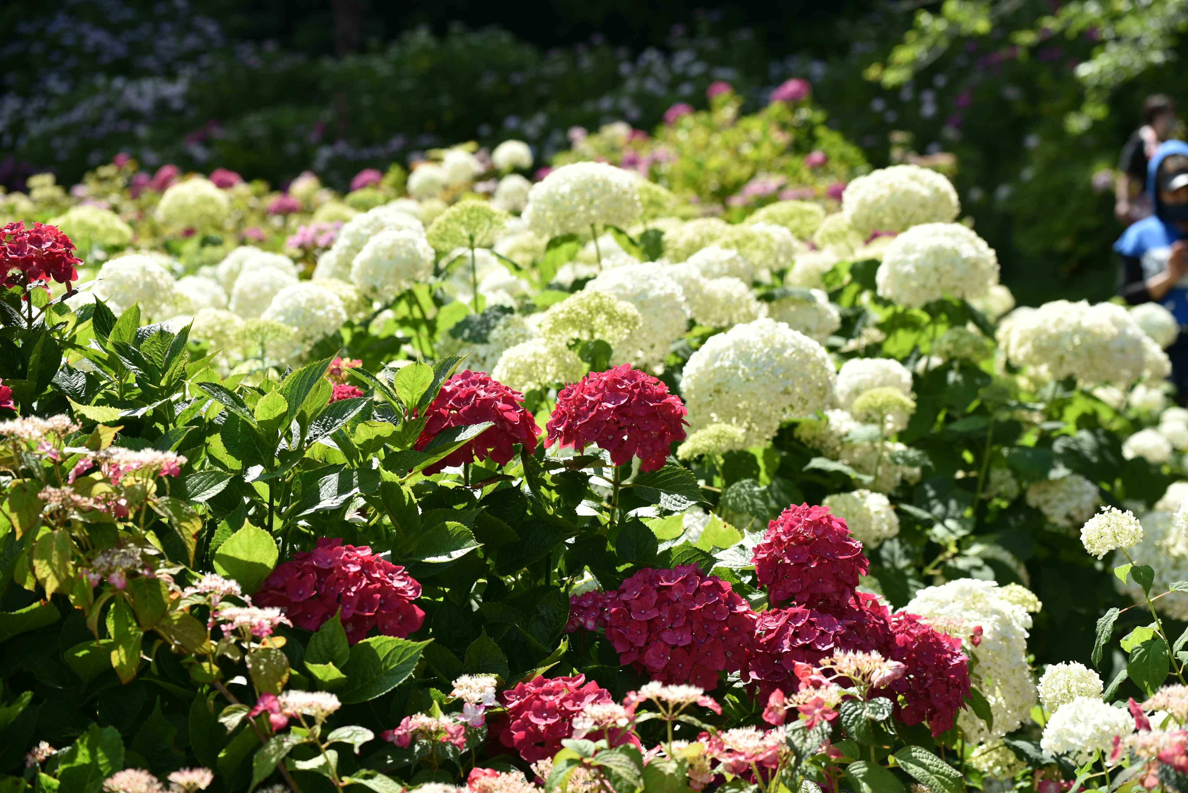 生動的花園場景，盛開的白色和粉色繡球花