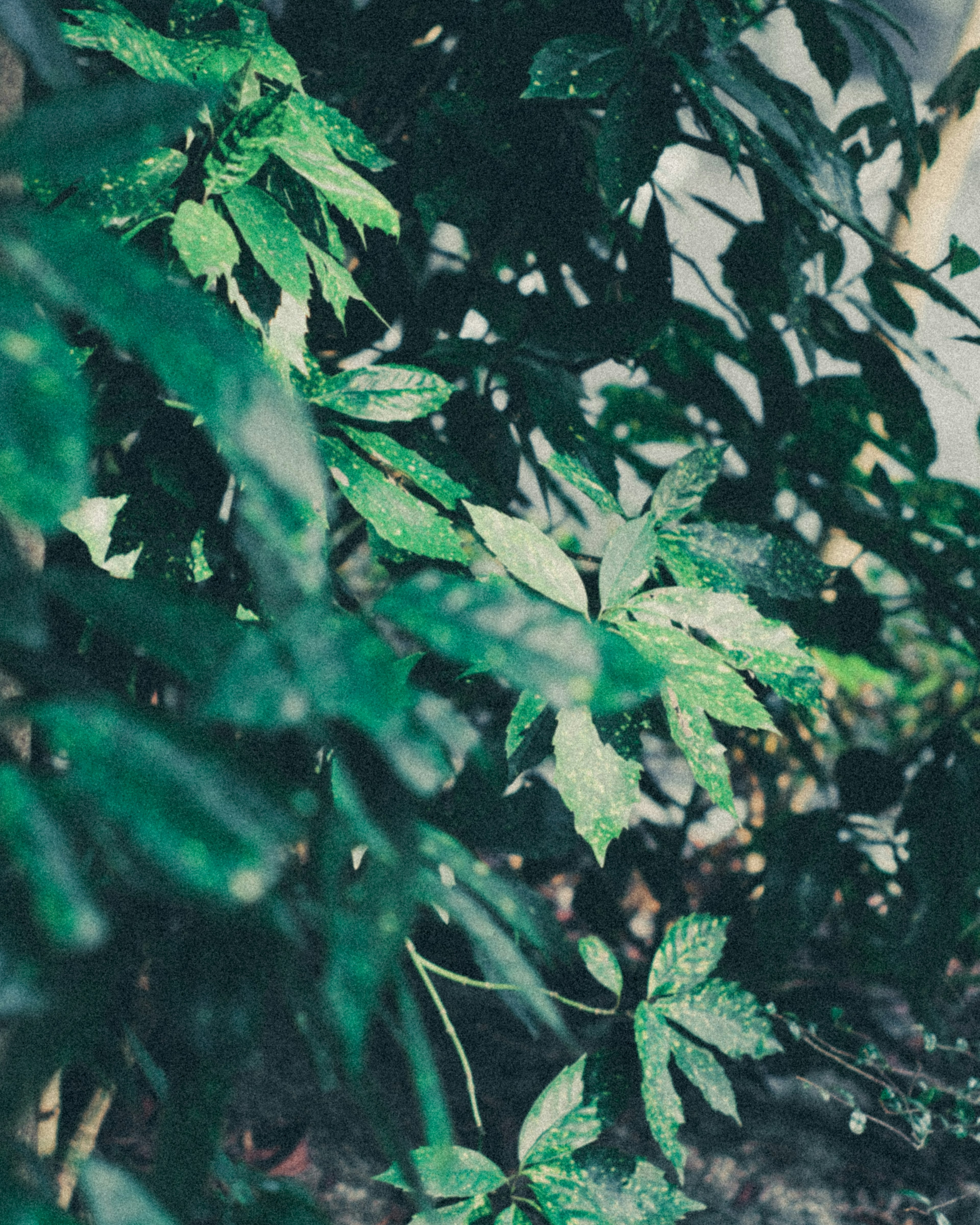 Gros plan de feuilles vertes luxuriantes sur une plante