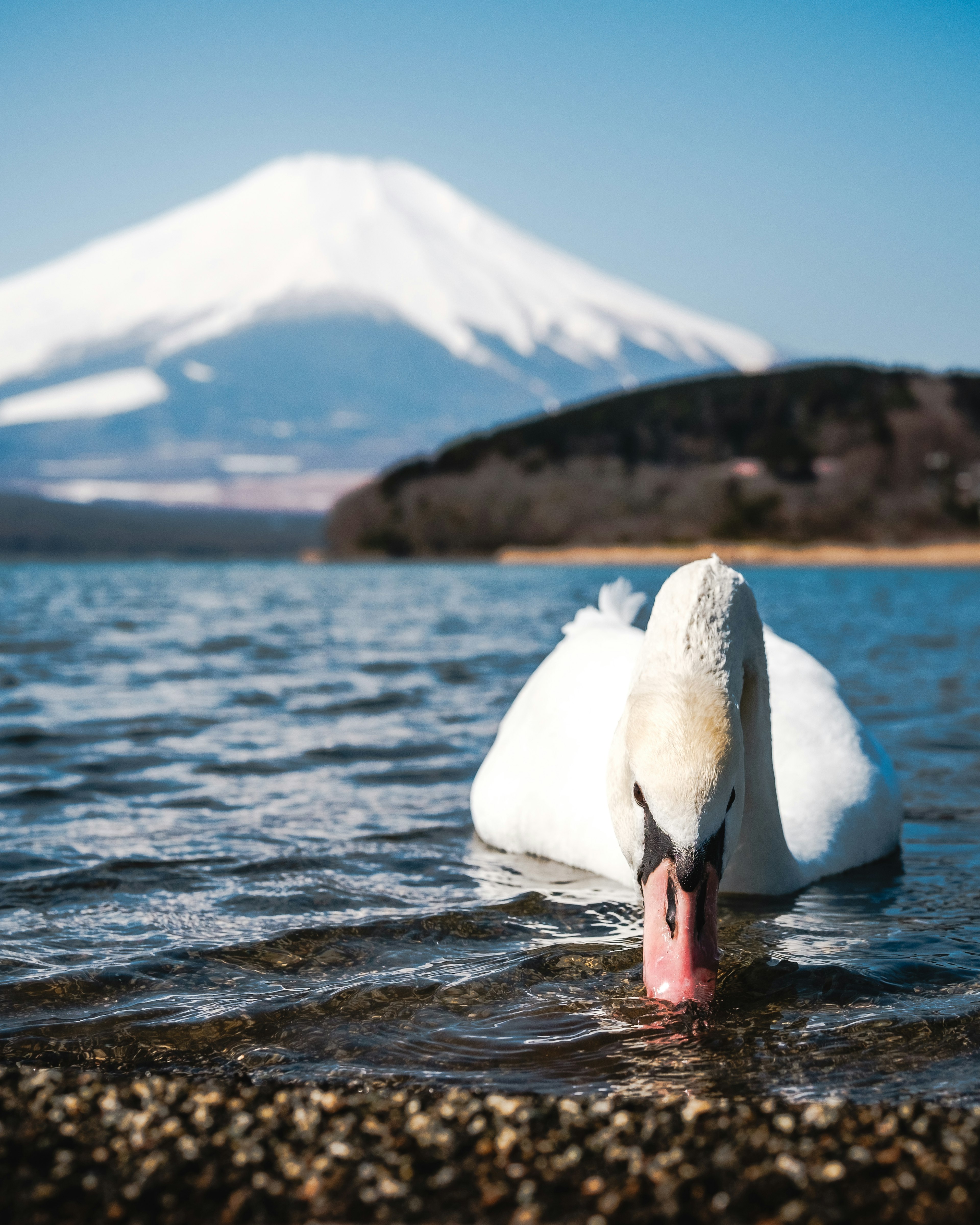 白鳥が水面で餌を探している富士山の美しい風景