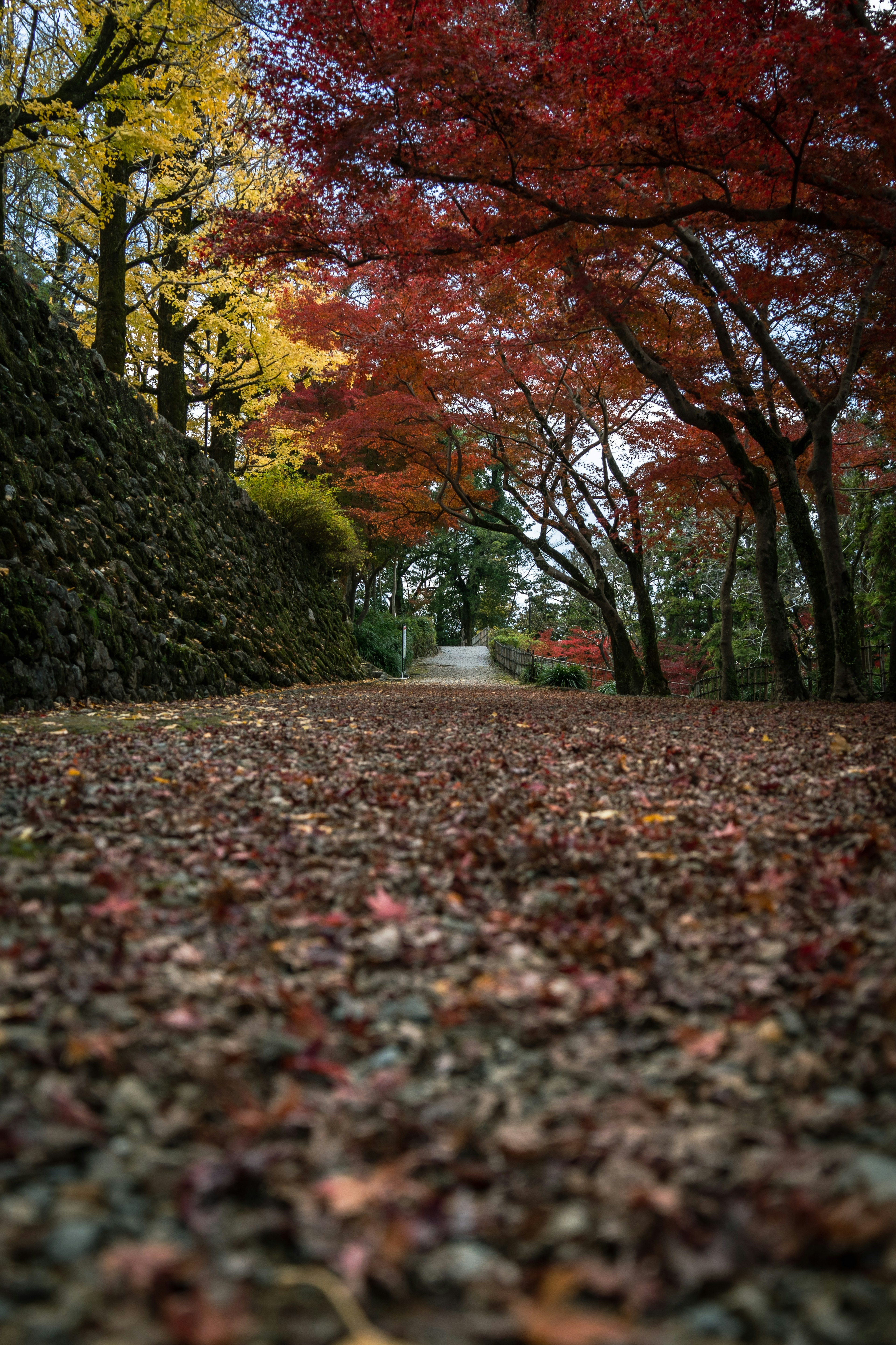 Scenic pathway surrounded by autumn foliage