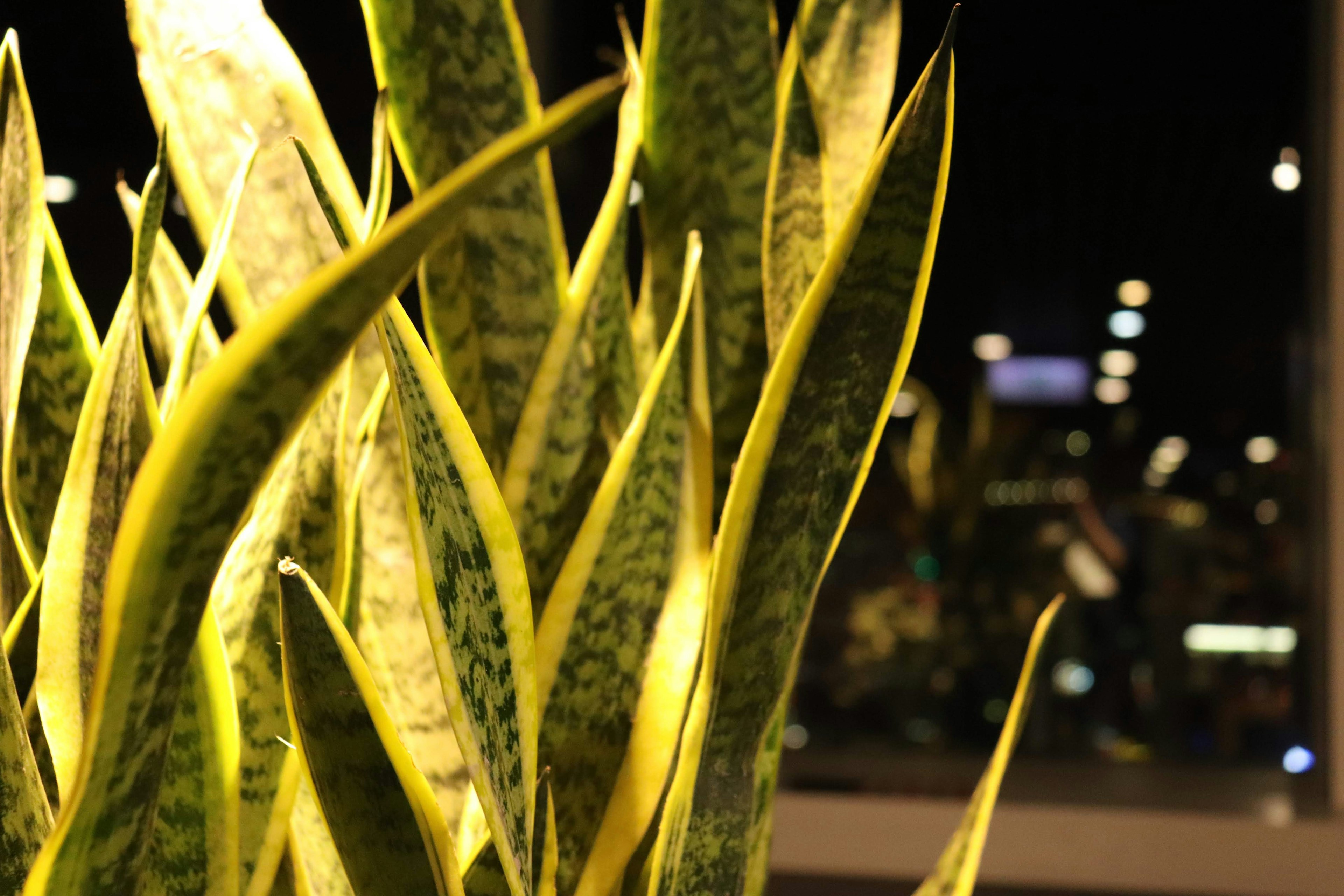 Close-up of snake plant leaves illuminated against a dark background