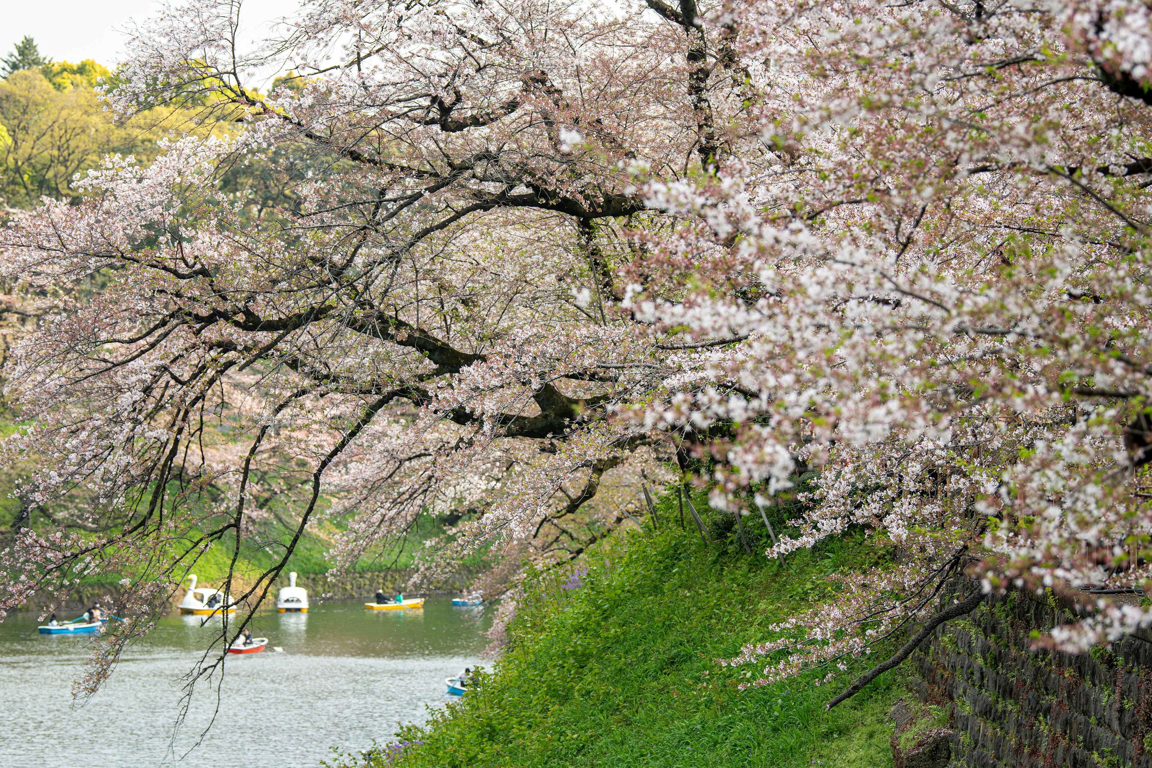 Scenic view of cherry blossom trees along a river