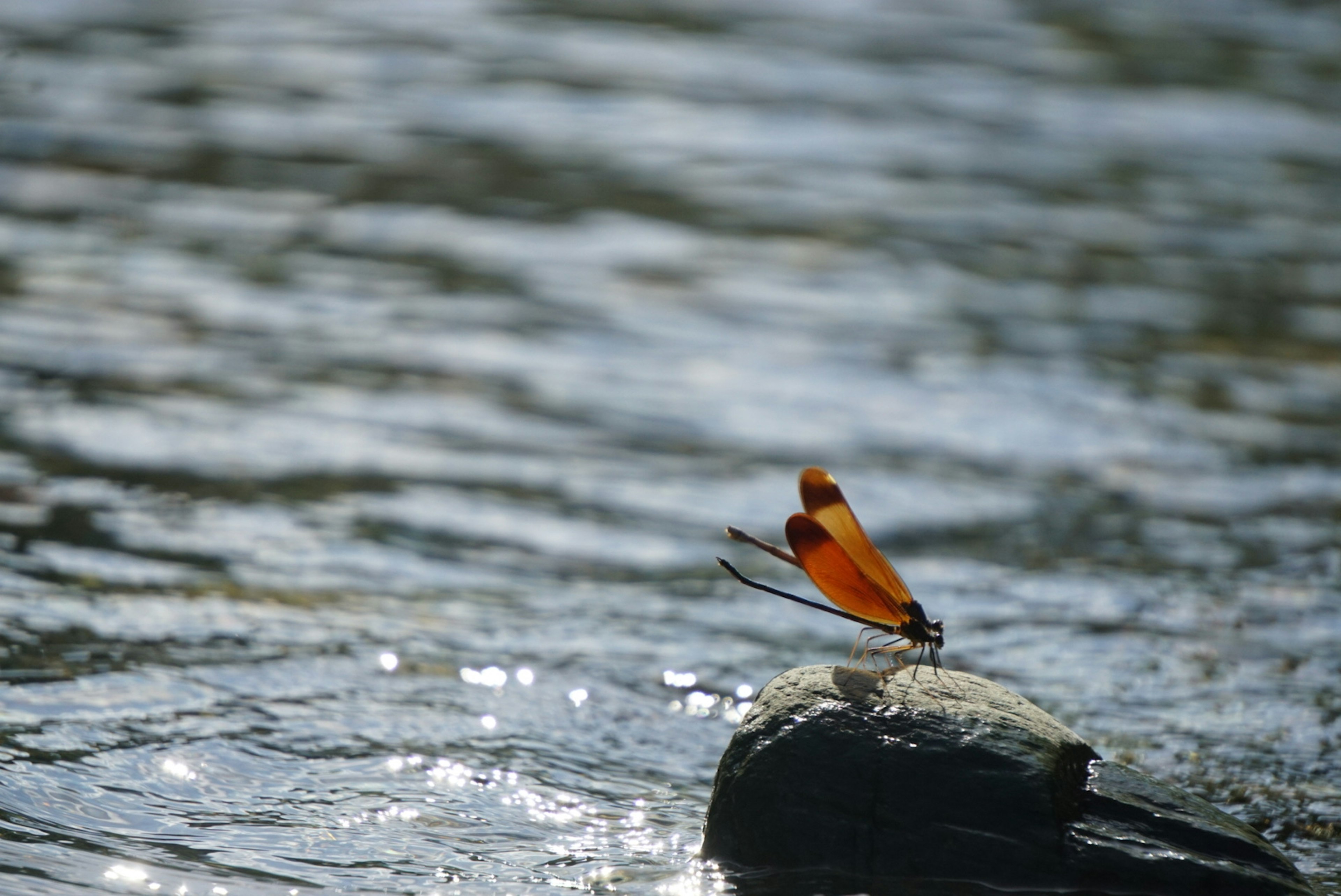 Une belle libellule orange perchée sur une pierre au bord de l'eau